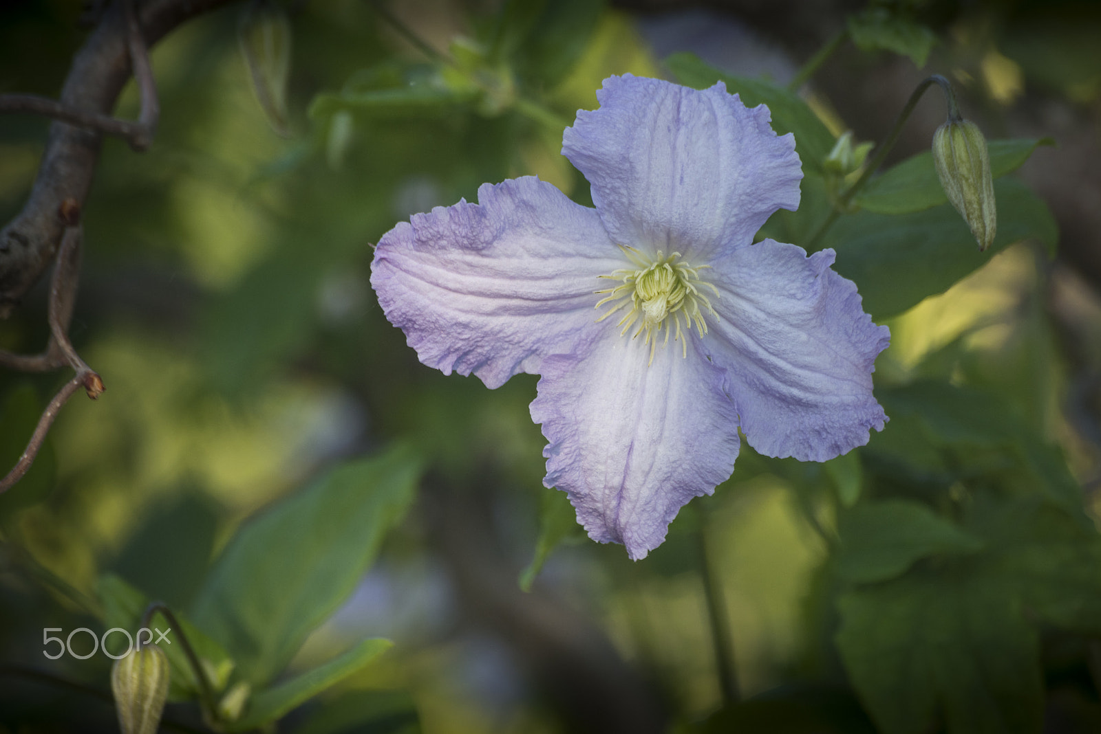 Nikon D810 sample photo. Clematis blue angel flower in bloom photography