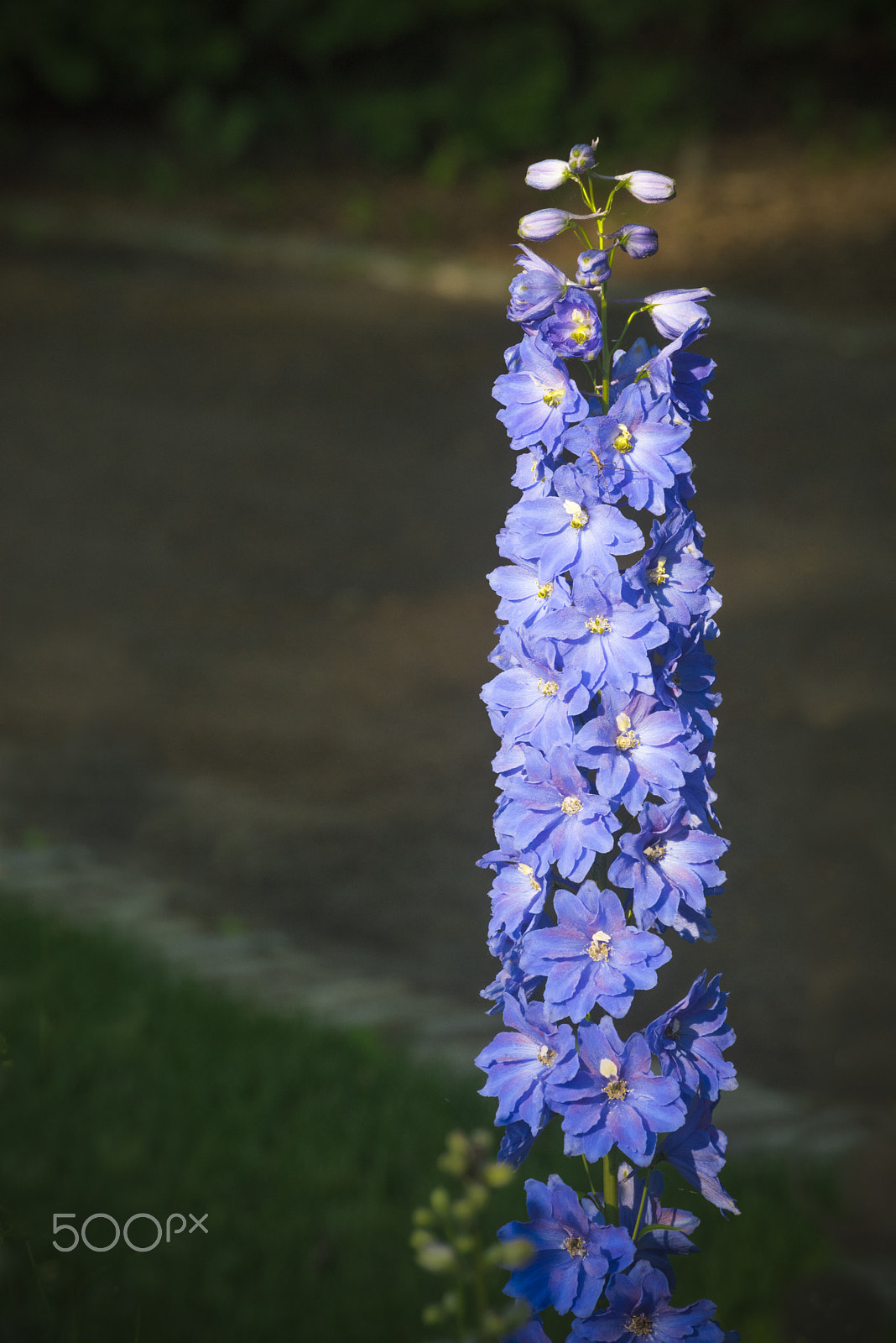 Nikon D810 sample photo. Triton dark blue larkspur flower in bloom photography