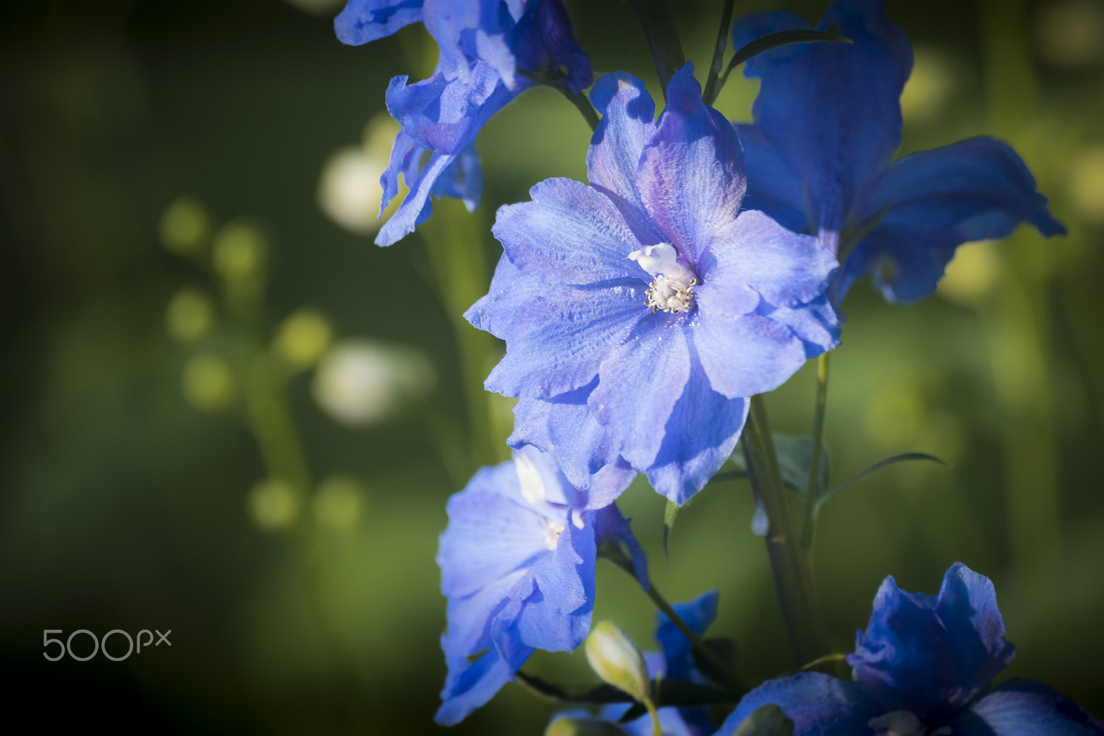 Nikon D810 sample photo. Triton dark blue larkspur flower in bloom photography