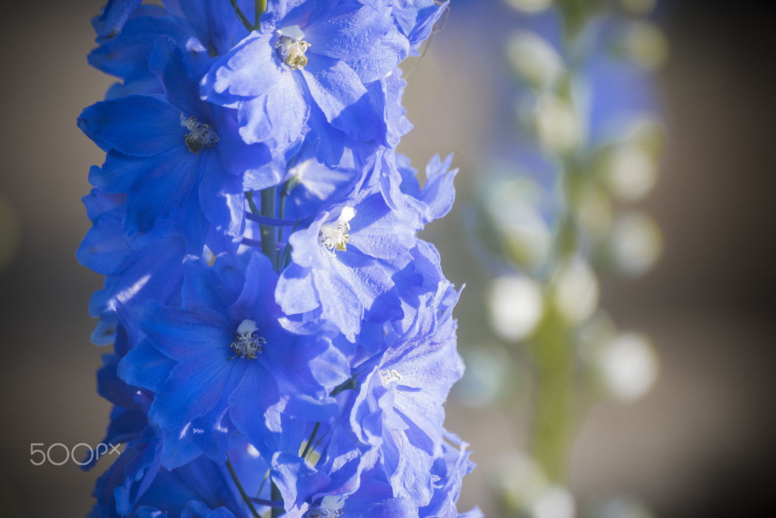 Nikon D810 sample photo. Triton dark blue larkspur flower in bloom photography