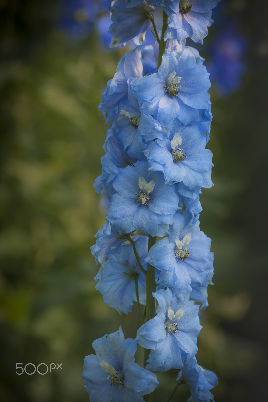 Nikon D810 sample photo. Triton dark blue larkspur flower in bloom photography