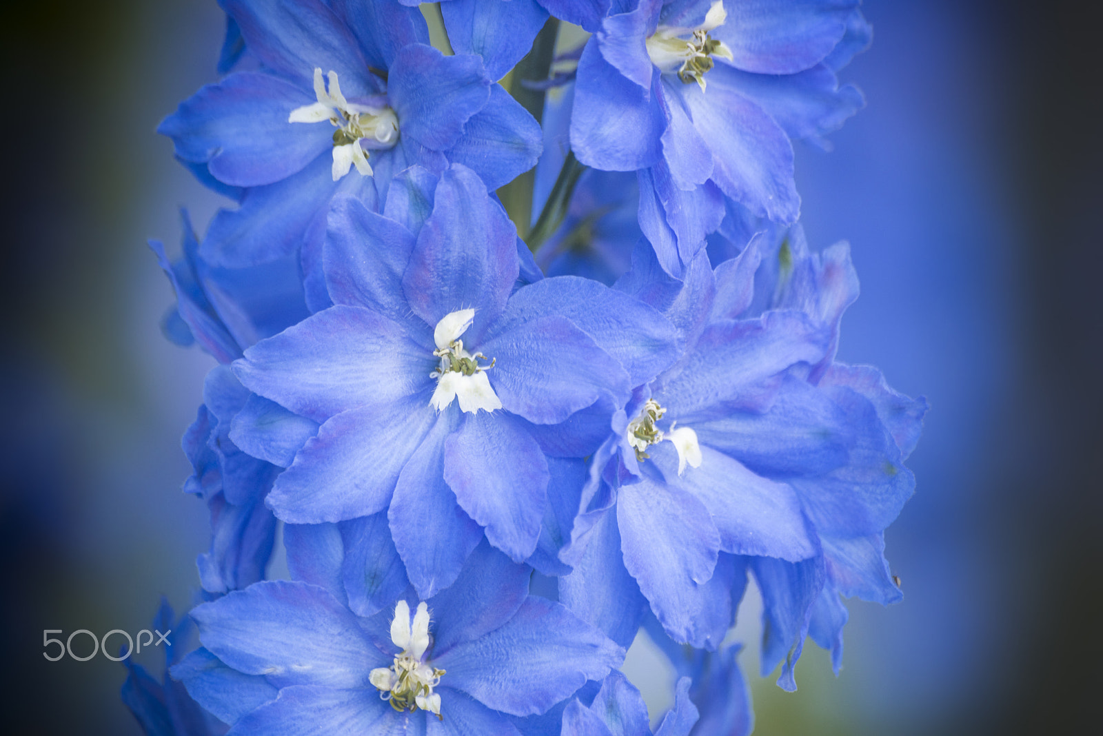 Nikon D810 sample photo. Triton dark blue larkspur flower in bloom photography