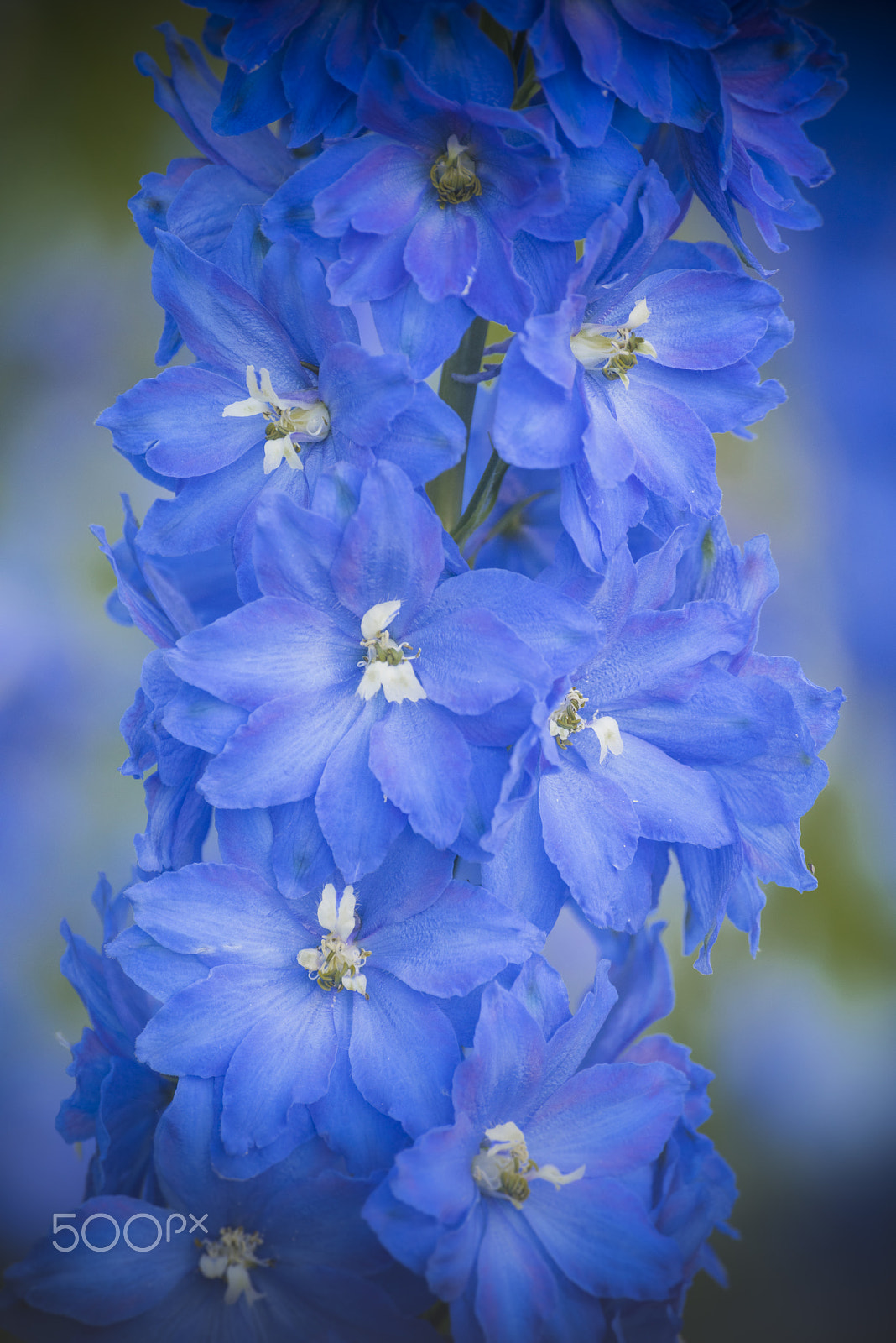 Nikon D810 sample photo. Triton dark blue larkspur flower in bloom photography