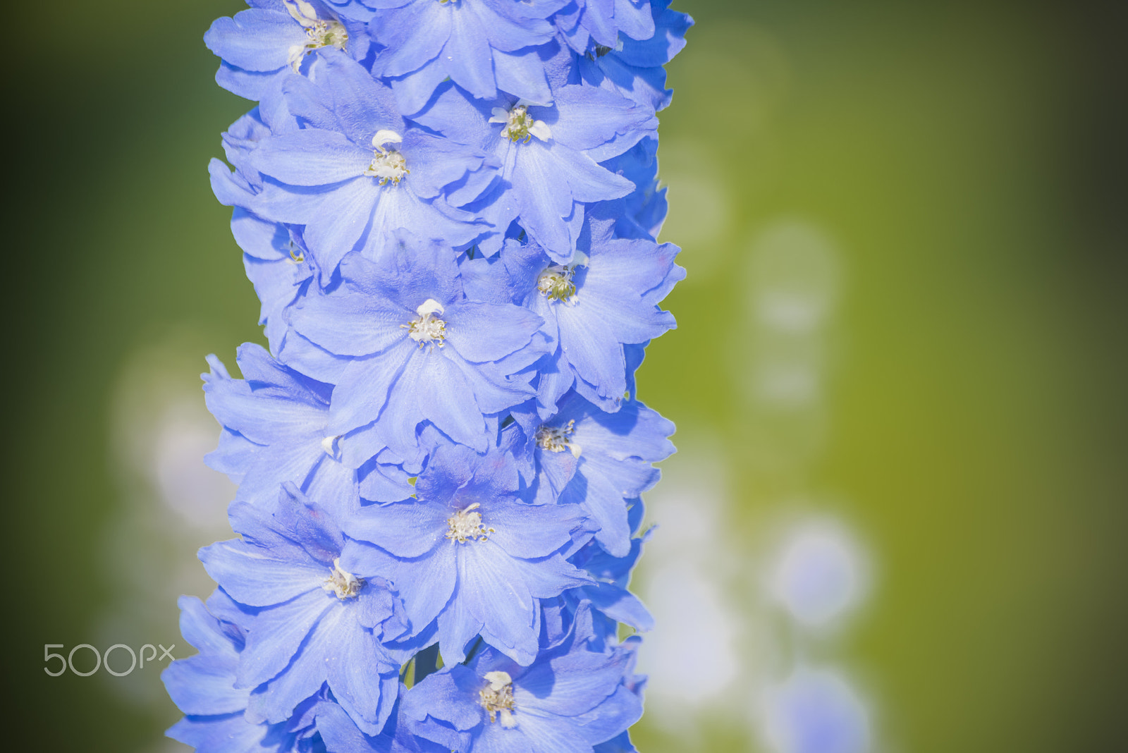 Nikon D810 sample photo. Triton dark blue larkspur flower in bloom photography
