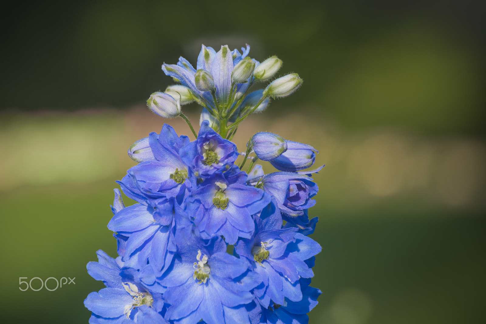 Nikon D810 + Tamron SP 70-300mm F4-5.6 Di VC USD sample photo. Triton dark blue larkspur flower in bloom photography