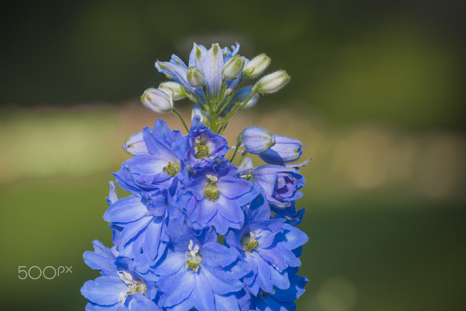Nikon D810 sample photo. Triton dark blue larkspur flower in bloom photography