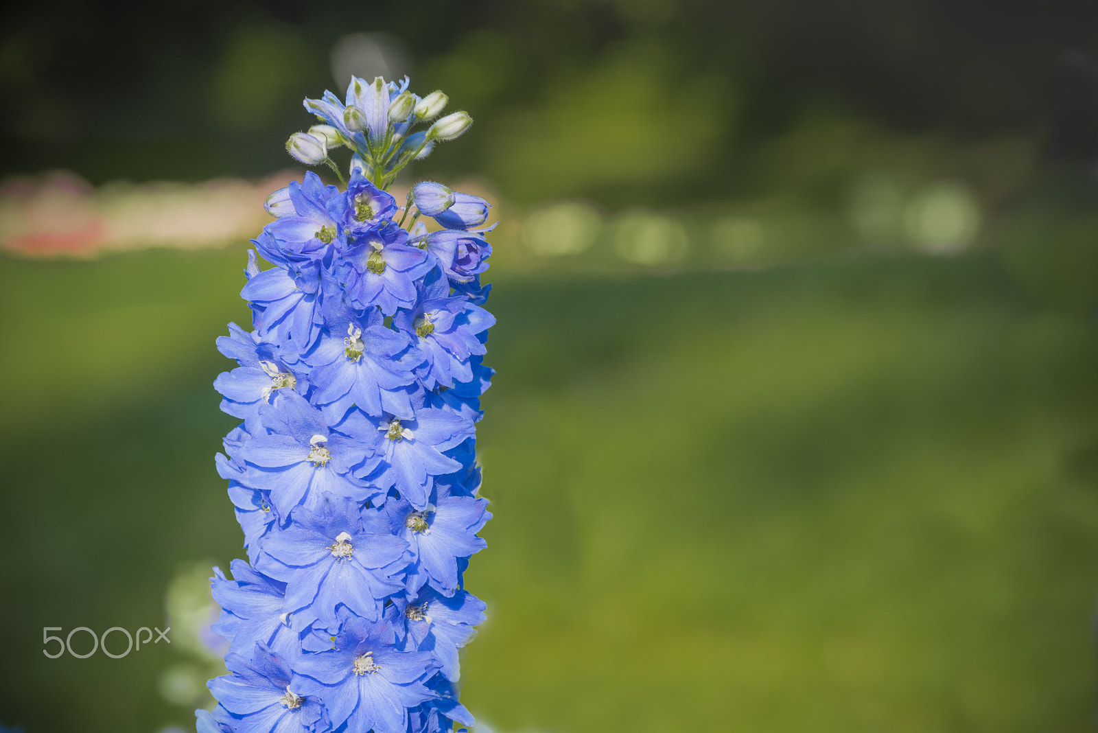 Nikon D810 sample photo. Triton dark blue larkspur flower in bloom photography