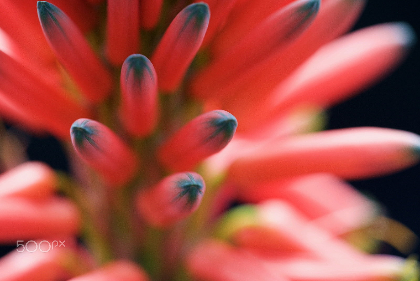 Sony a7S II + Sony FE 90mm F2.8 Macro G OSS sample photo. She goes wherever she likes photography