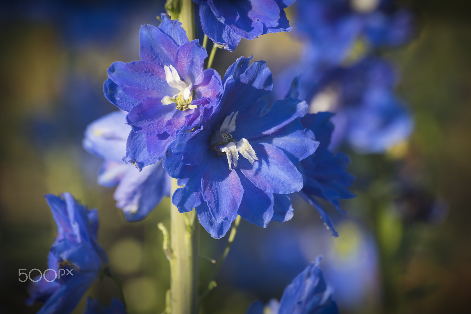 Nikon D810 sample photo. Triton dark blue larkspur flower in bloom photography