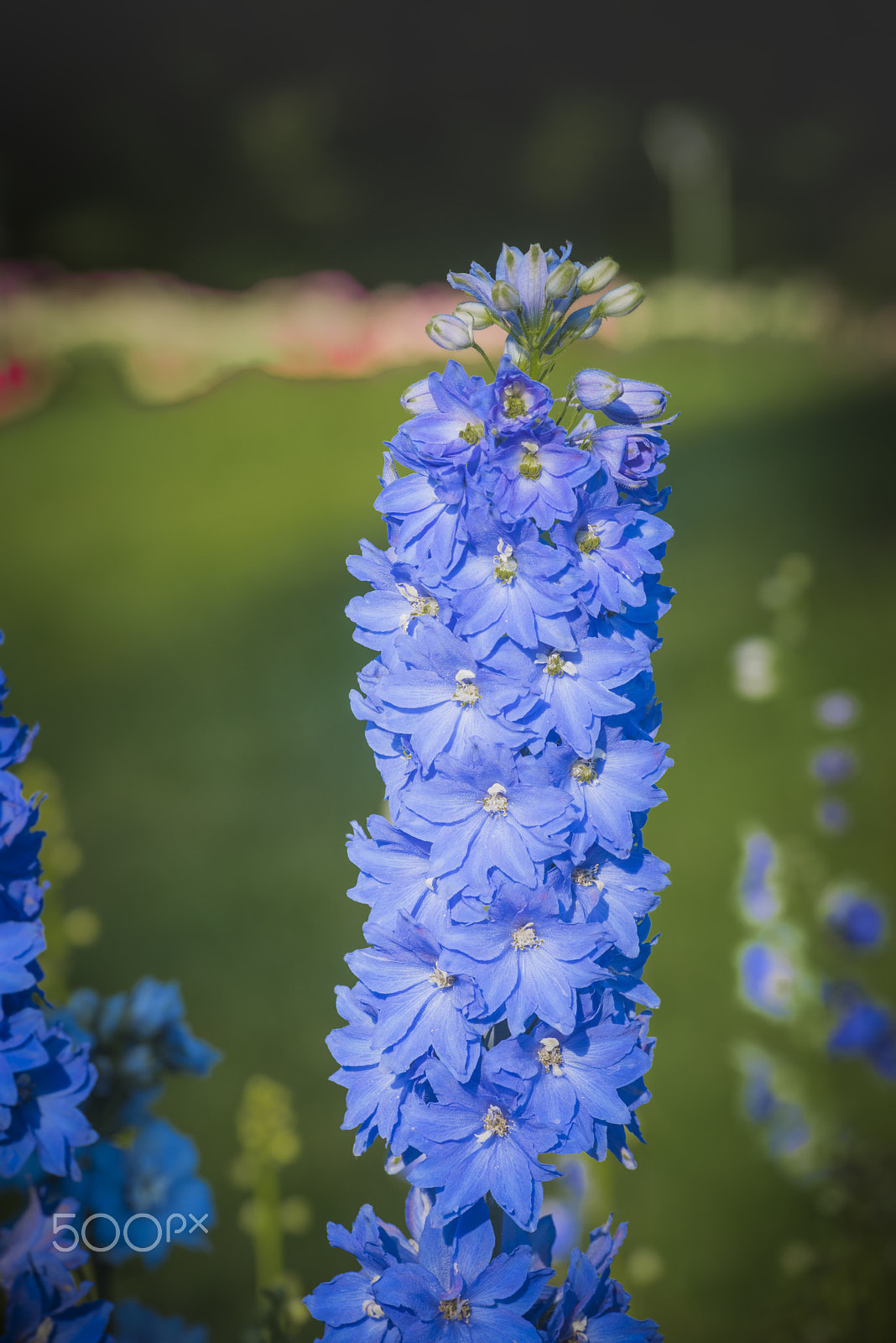 Nikon D810 sample photo. Triton dark blue larkspur flower in bloom photography
