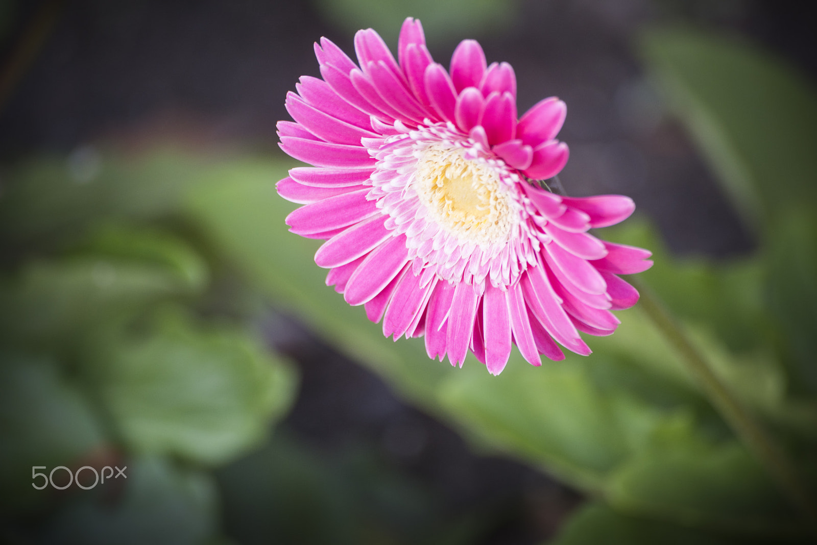 Nikon D810 sample photo. Pink flower in bloom photography