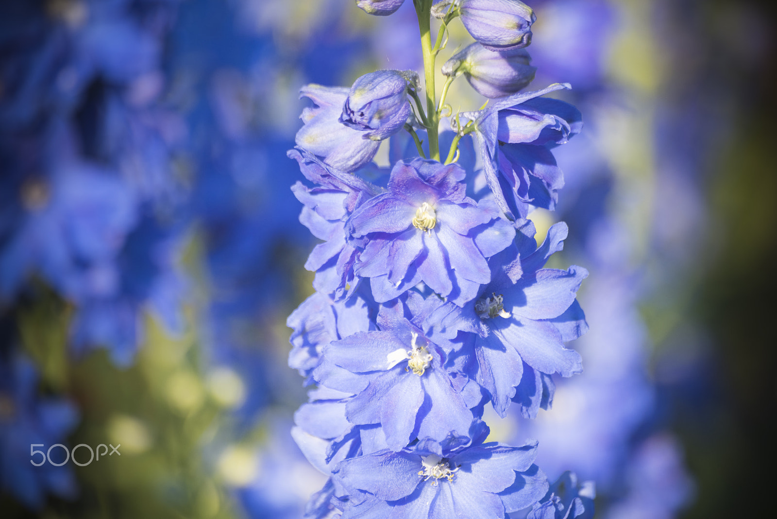 Nikon D810 sample photo. Triton dark blue larkspur flower in bloom photography
