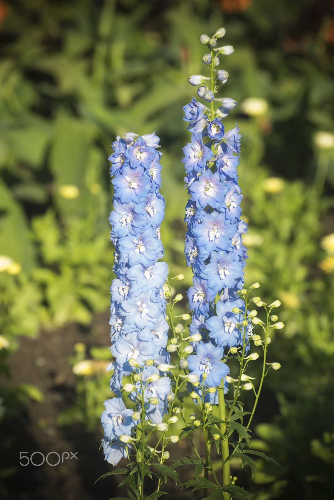 Nikon D810 sample photo. Triton dark blue larkspur flower in bloom photography