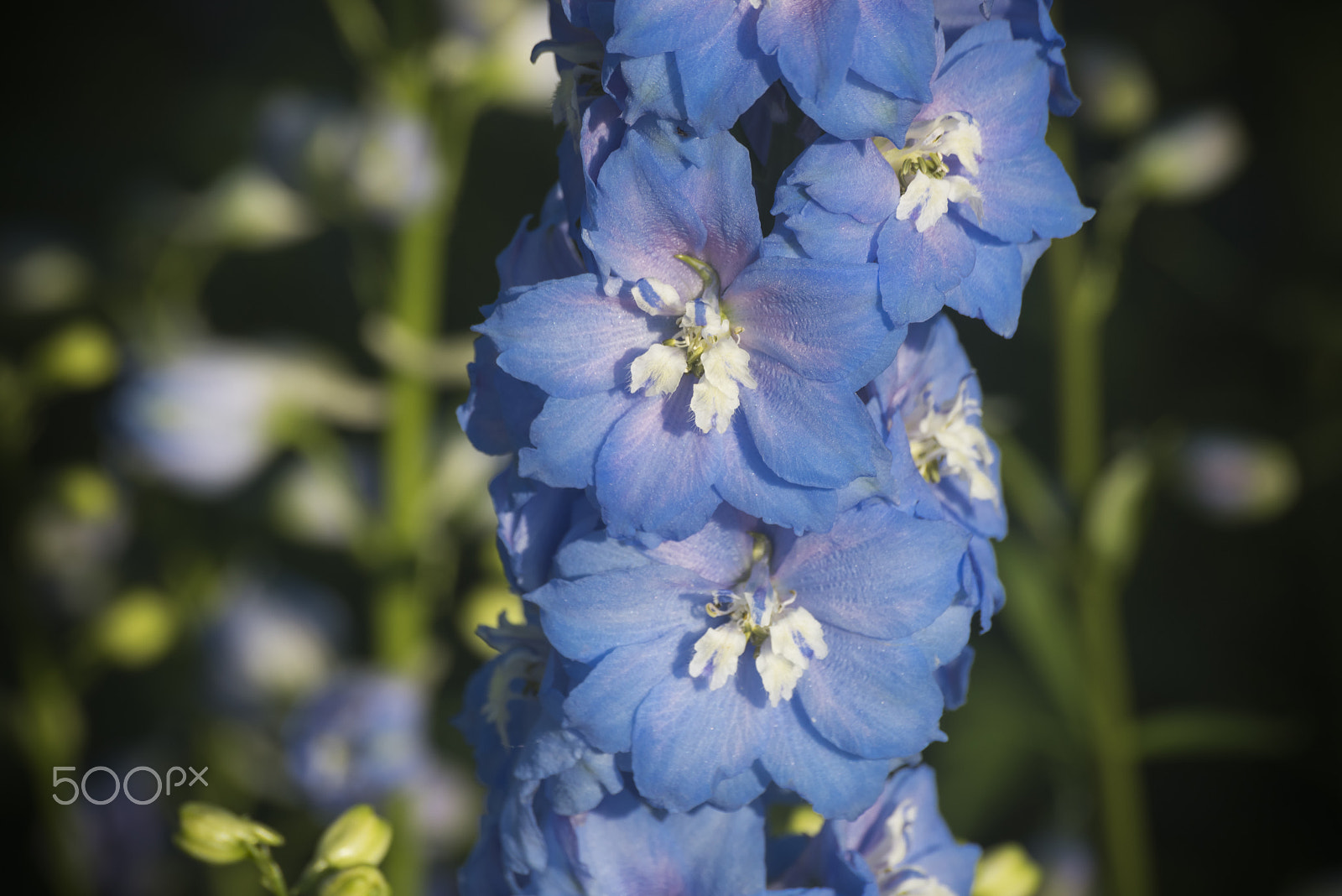 Nikon D810 sample photo. Triton dark blue larkspur flower in bloom photography