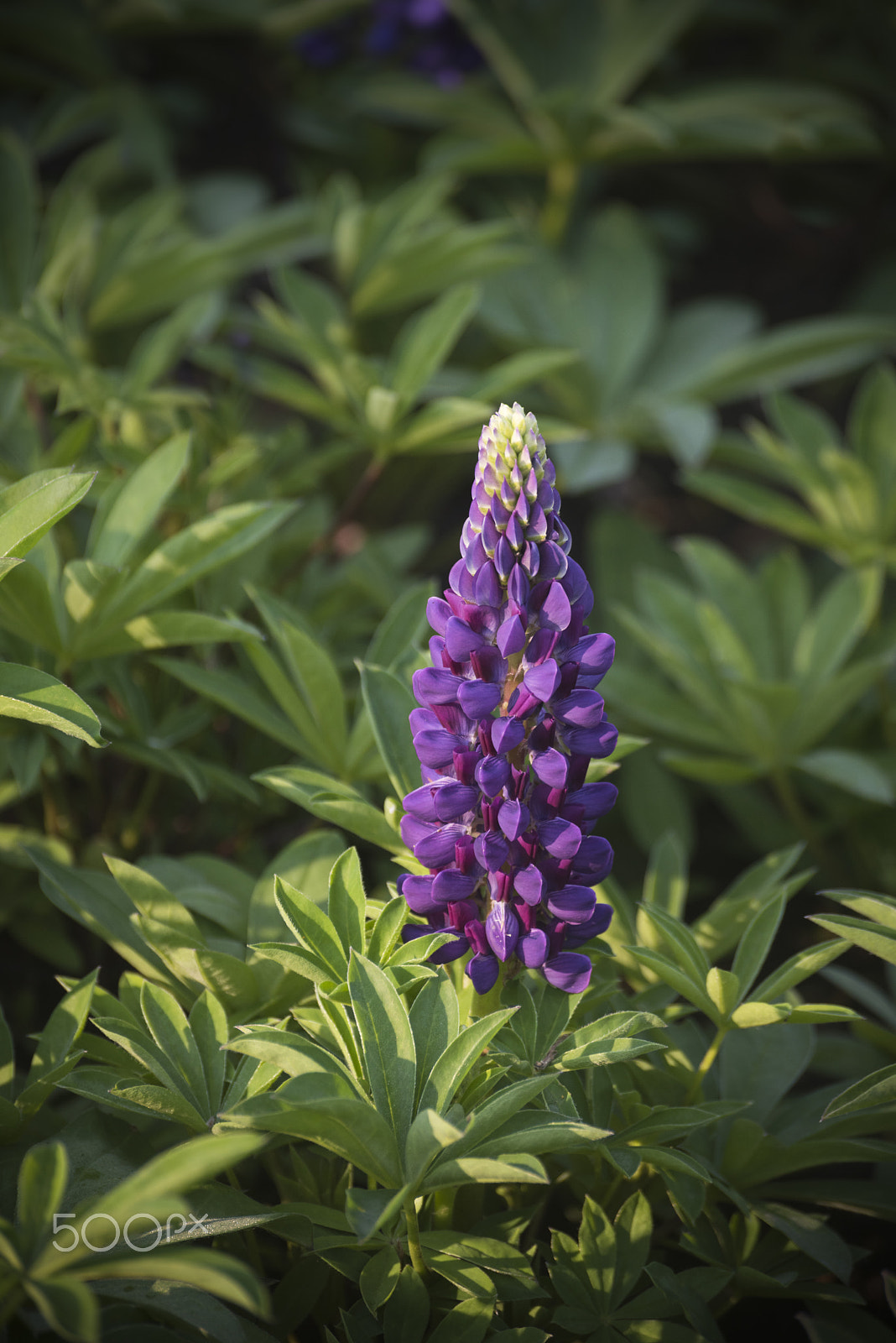 Nikon D810 sample photo. Small beautiful lupin flower in bloom photography