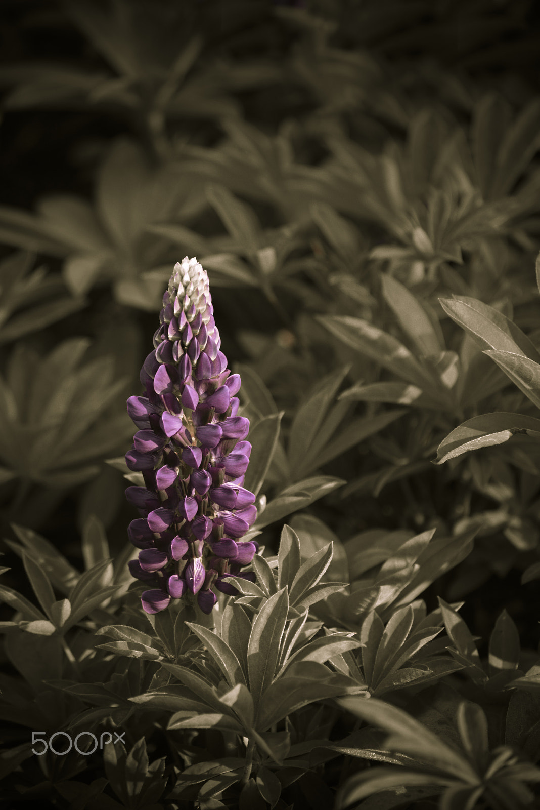 Nikon D810 + Tamron SP 70-300mm F4-5.6 Di VC USD sample photo. Small beautiful lupin flower in bloom photography