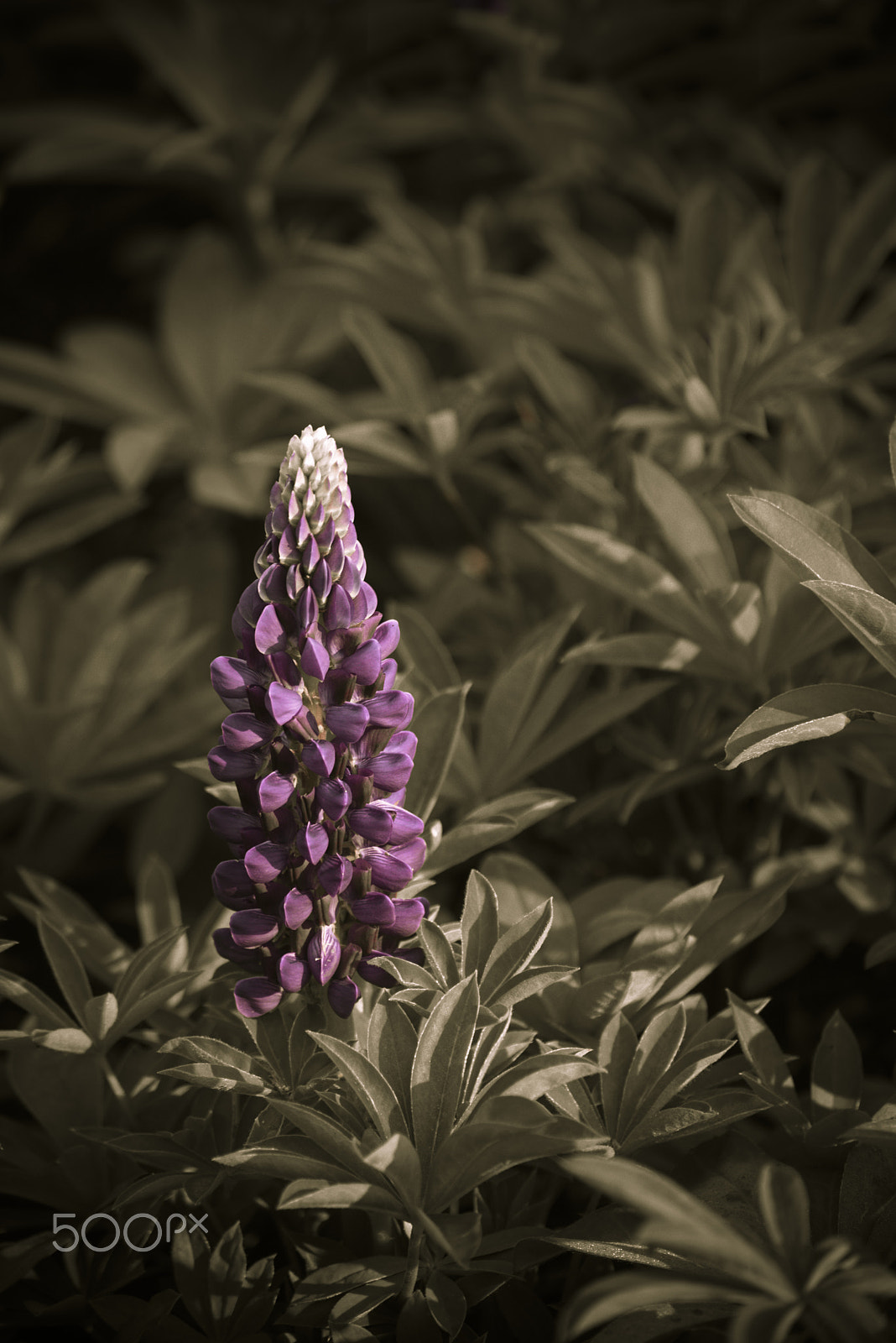 Nikon D810 sample photo. Small beautiful lupin flower in bloom photography