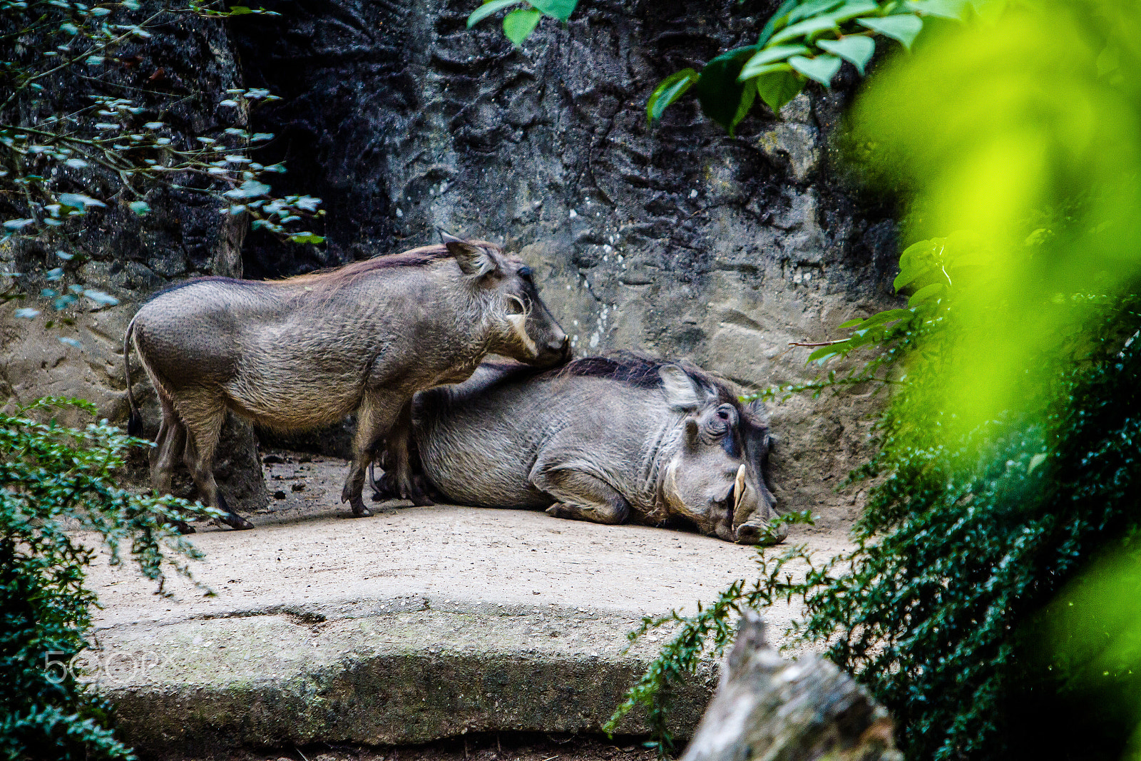 Canon EF 70-200mm F2.8L IS USM sample photo. Warthoge romance photography