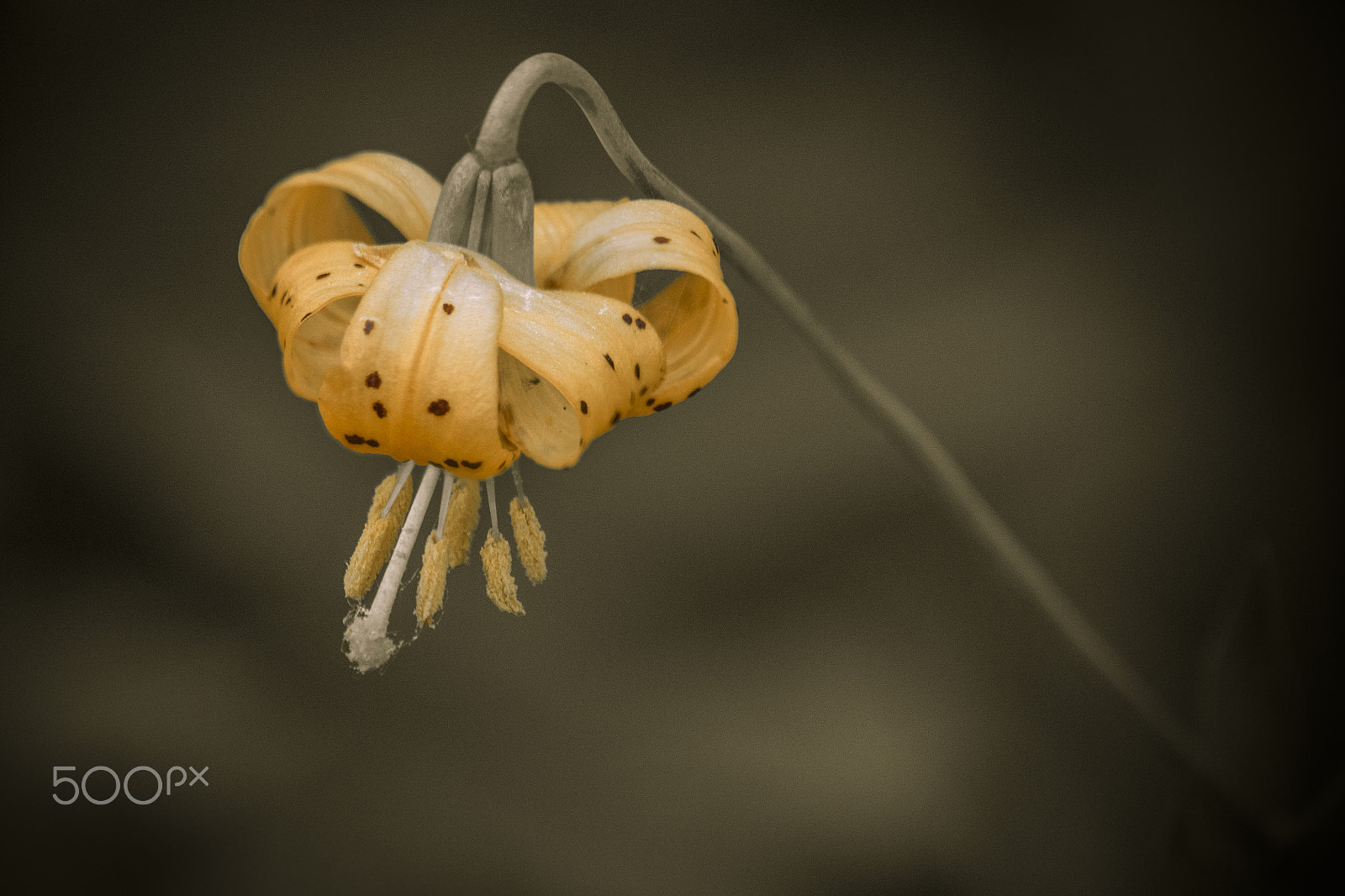 Nikon D810 sample photo. Wiggin's lily flower in bloom photography