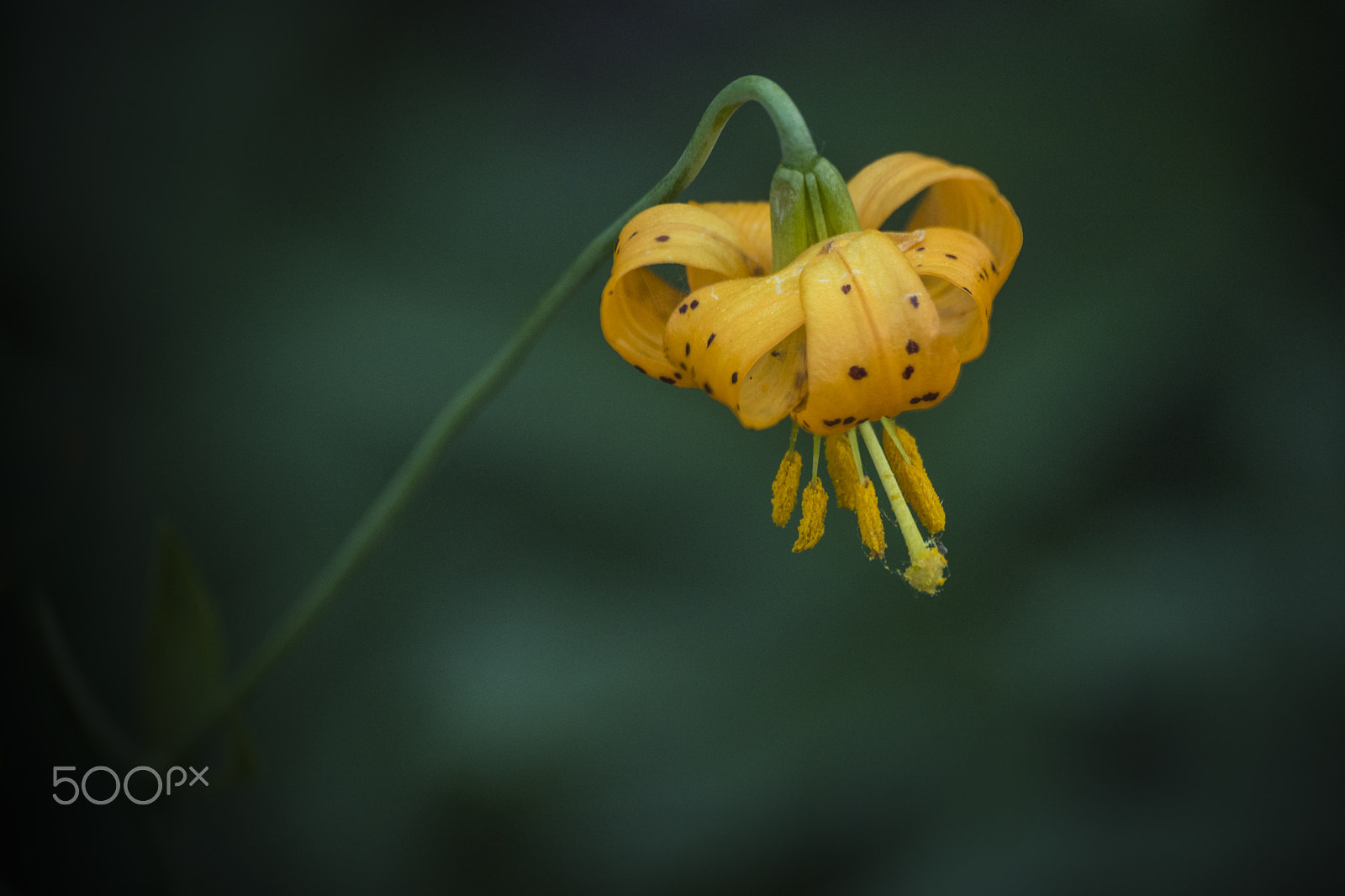 Nikon D810 sample photo. Wiggin's lily flower in bloom photography