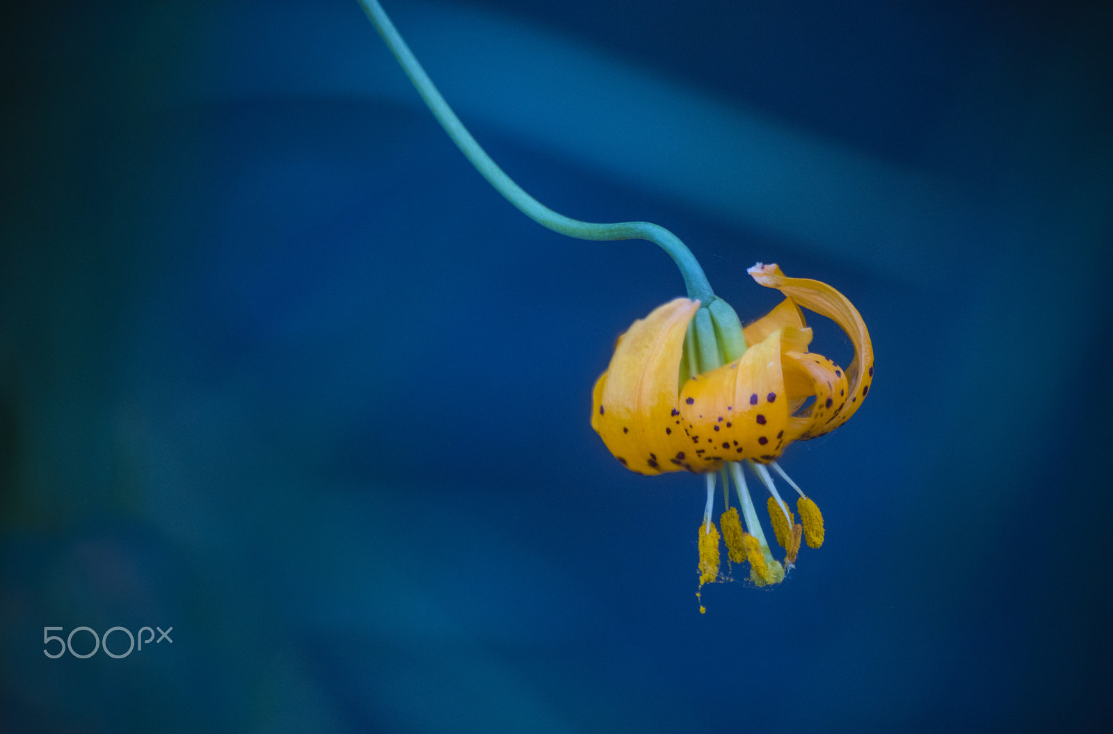 Nikon D810 sample photo. Wiggin's lily flower in bloom photography