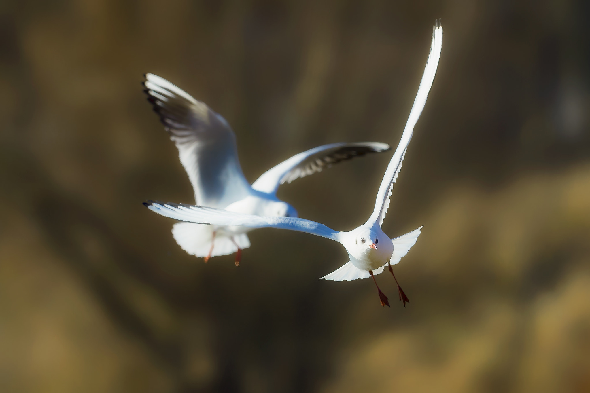 Canon EF 400mm F2.8L IS II USM sample photo. Flying birds.... photography