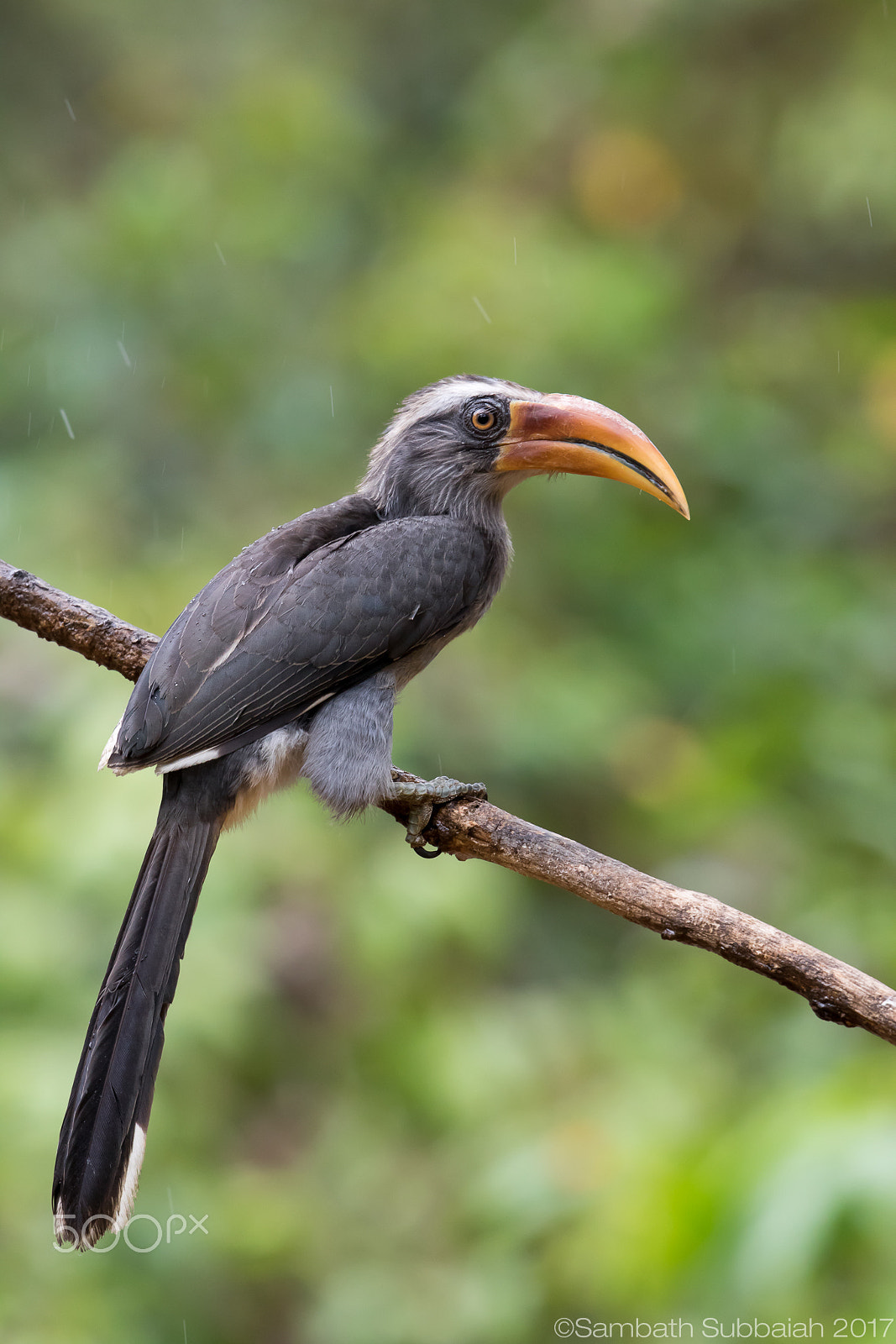 Canon EF 500mm F4L IS II USM sample photo. Malabar grey horbill photography