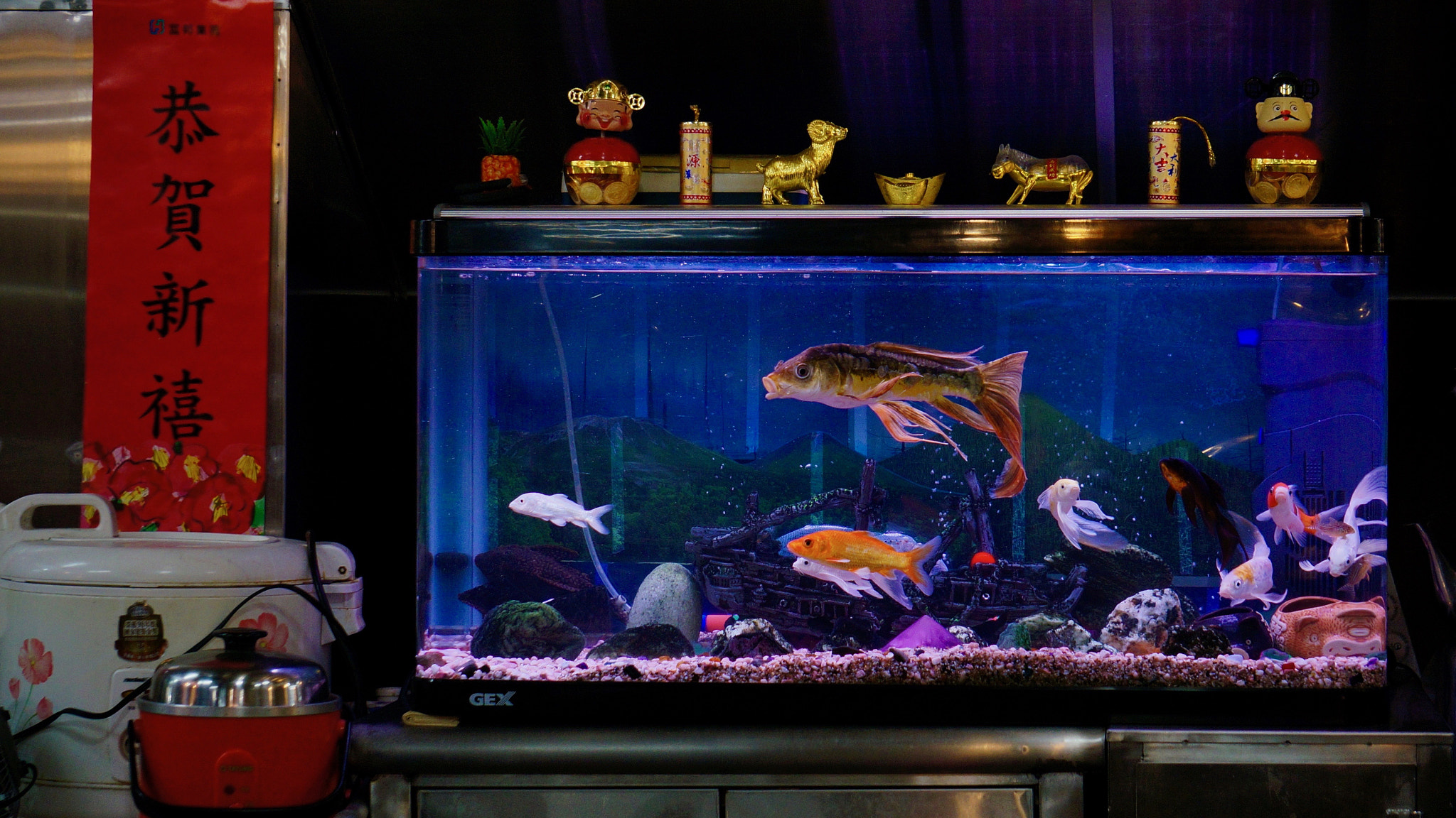 Sony E 55-210mm F4.5-6.3 OSS sample photo. 恭賀新禧 gon her shin see  photography