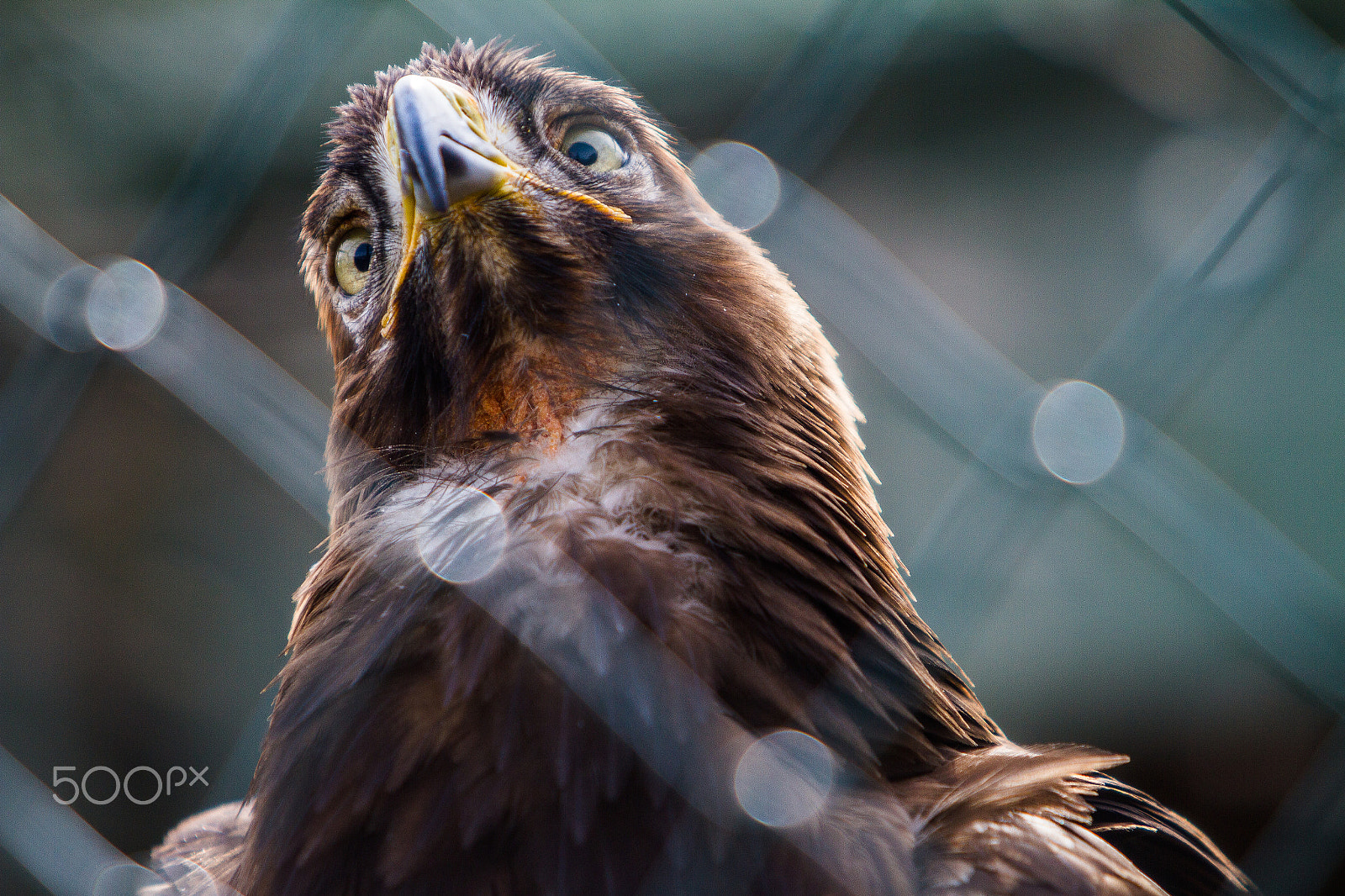 Canon EF 70-200mm F2.8L IS USM sample photo. Cross-eyed golden eagle photography