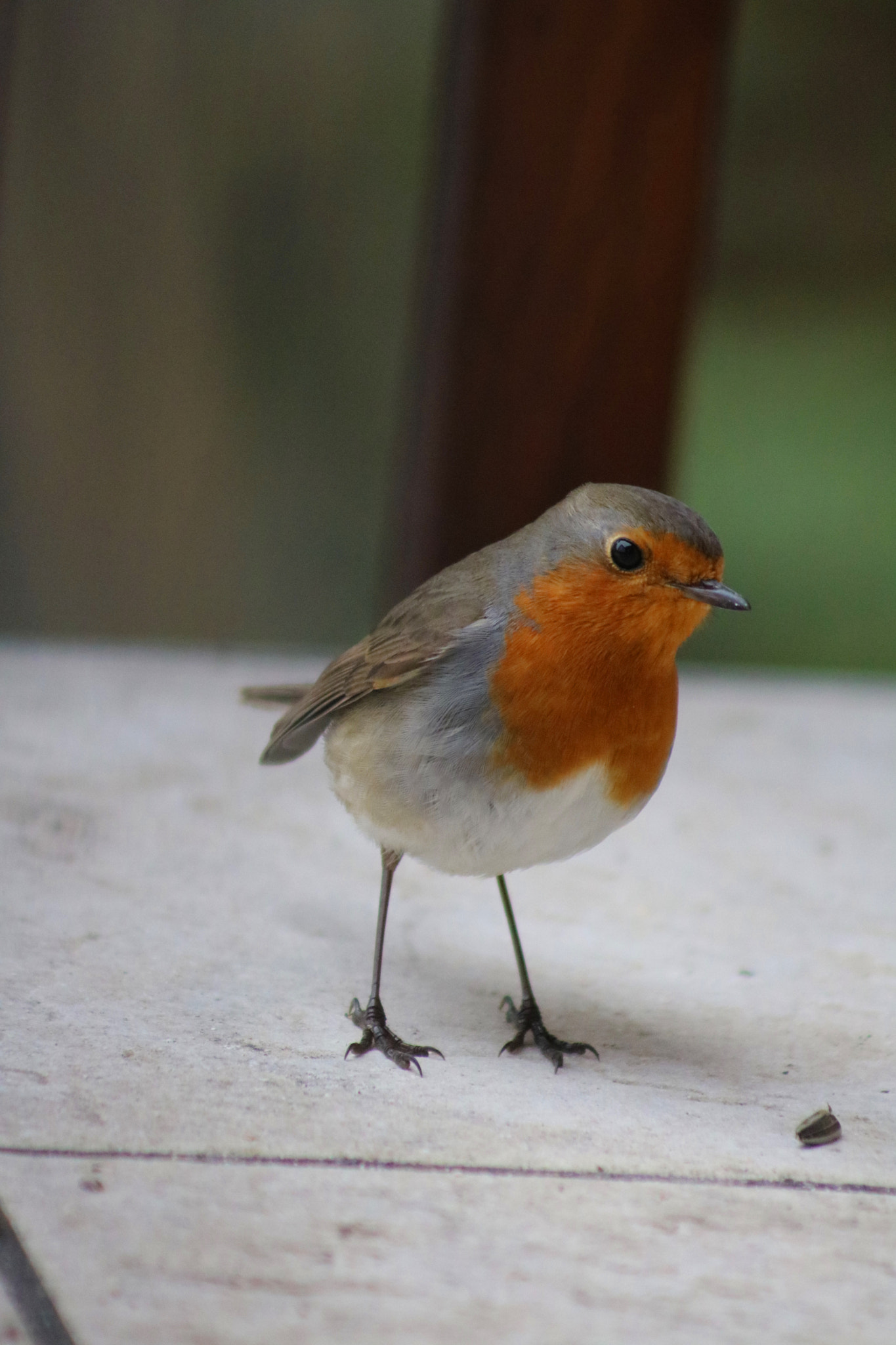 Canon EOS 750D (EOS Rebel T6i / EOS Kiss X8i) + EF75-300mm f/4-5.6 sample photo. Das rotkehlchen - the robin photography