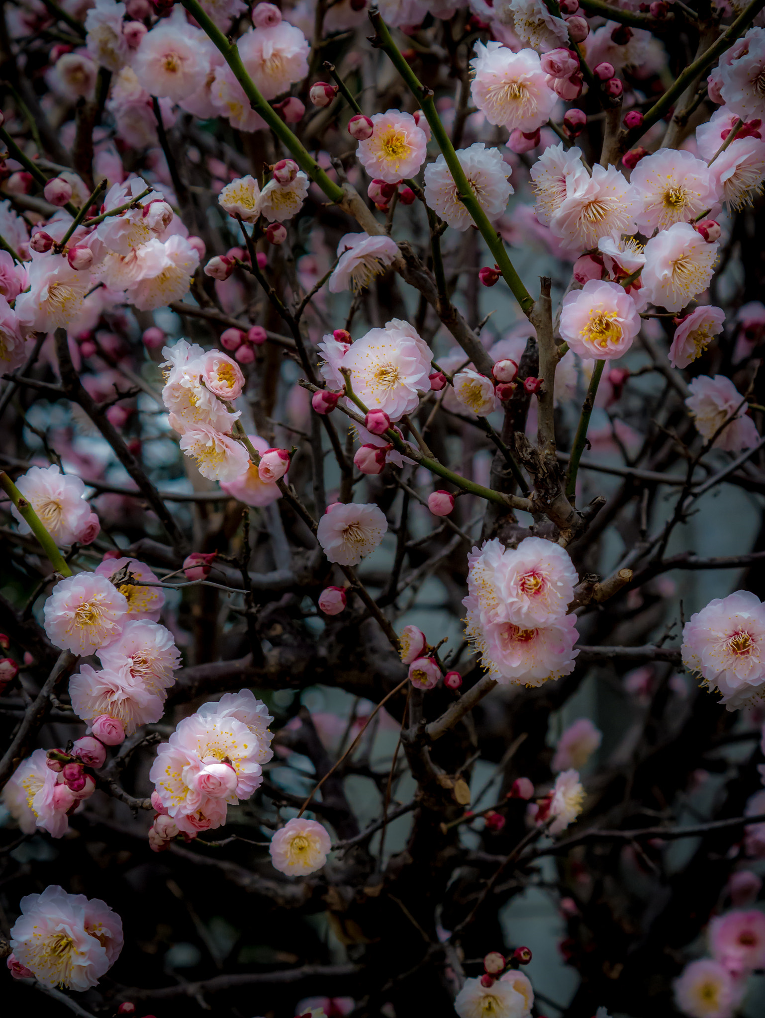 Panasonic Lumix DMC-GX7 sample photo. Vivacious photography