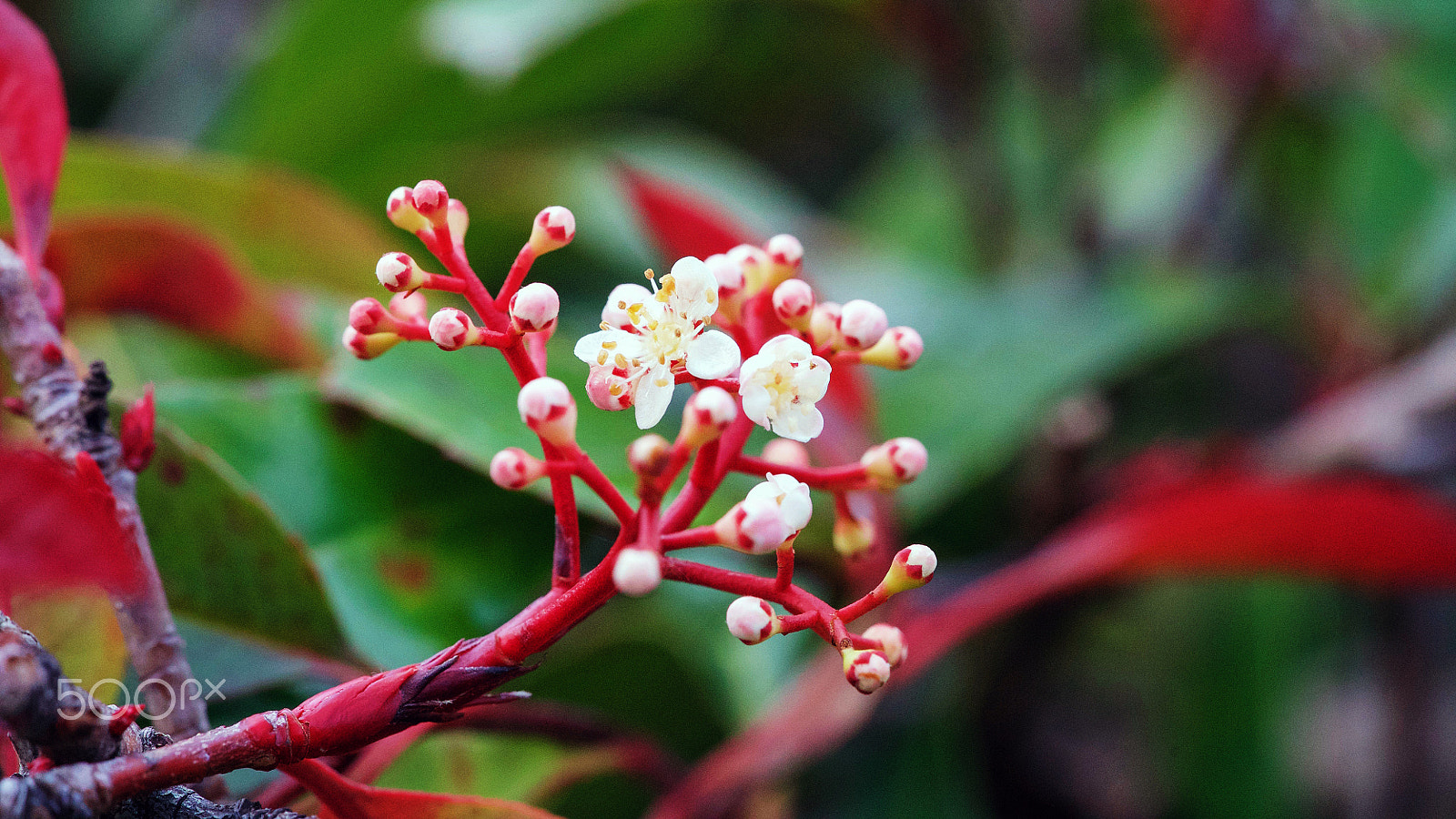 Sony a7S II + Sony FE 90mm F2.8 Macro G OSS sample photo. Beauty falls into the light 0125 photography