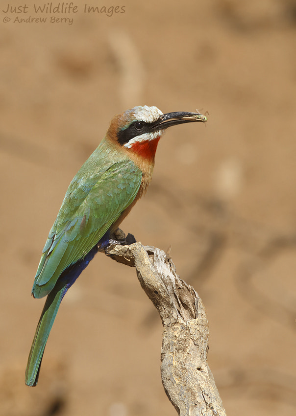 Canon EOS 7D + Canon EF 300mm F2.8L IS USM sample photo. One for me photography