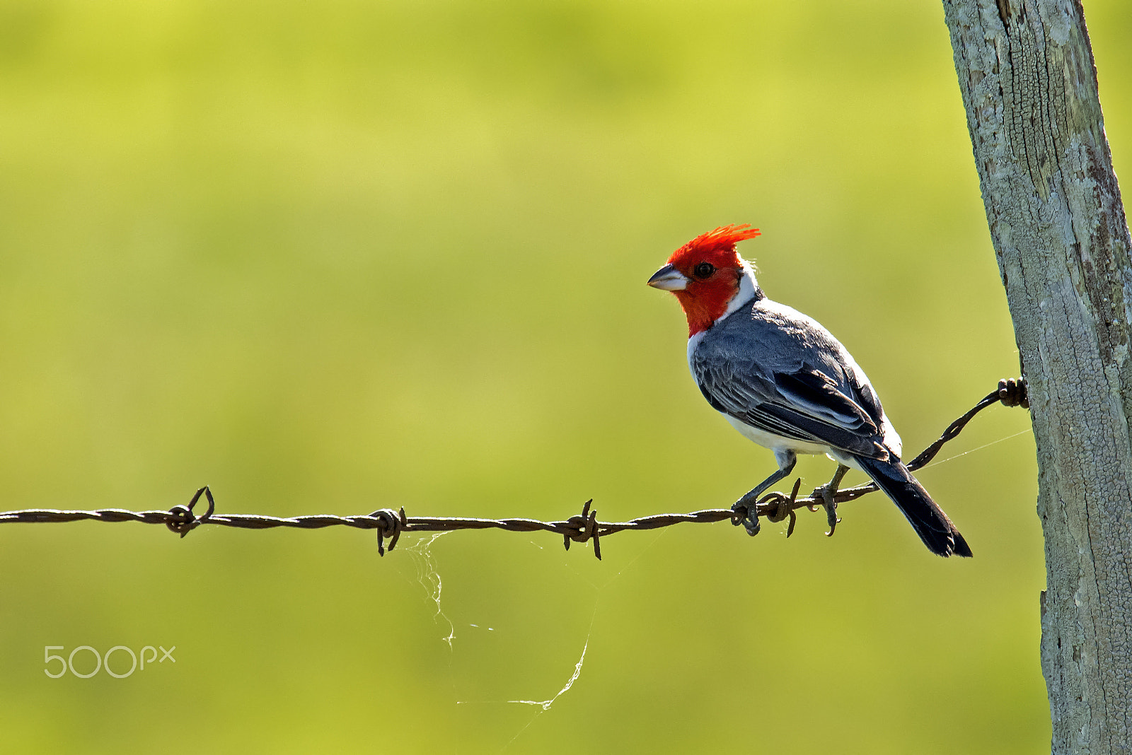 Nikon Nikkor AF-S 300mm F4E PF ED VR sample photo. Jose rondon photography