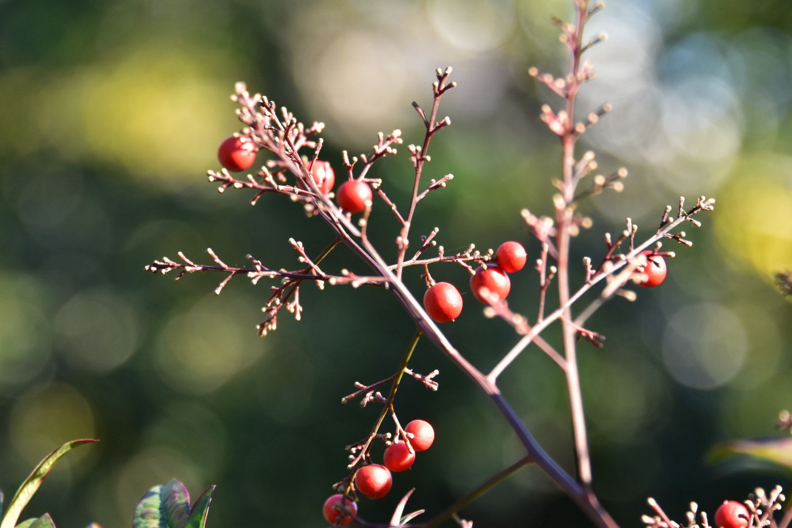Nikon D5500 sample photo