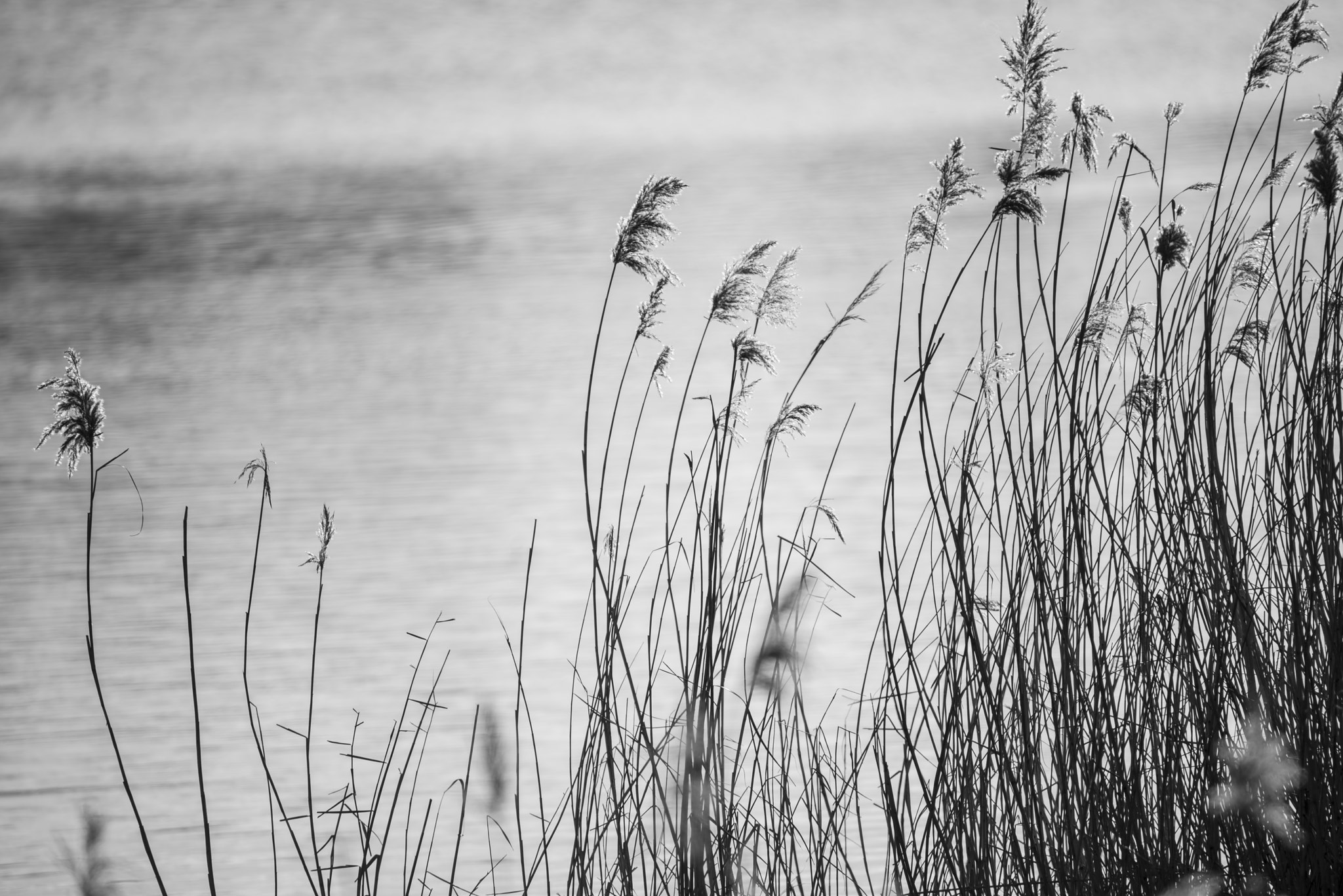 Nikon D800 + Sigma 150-600mm F5-6.3 DG OS HSM | C sample photo. Beautiful black and white landscape image of reeds in winter lak photography