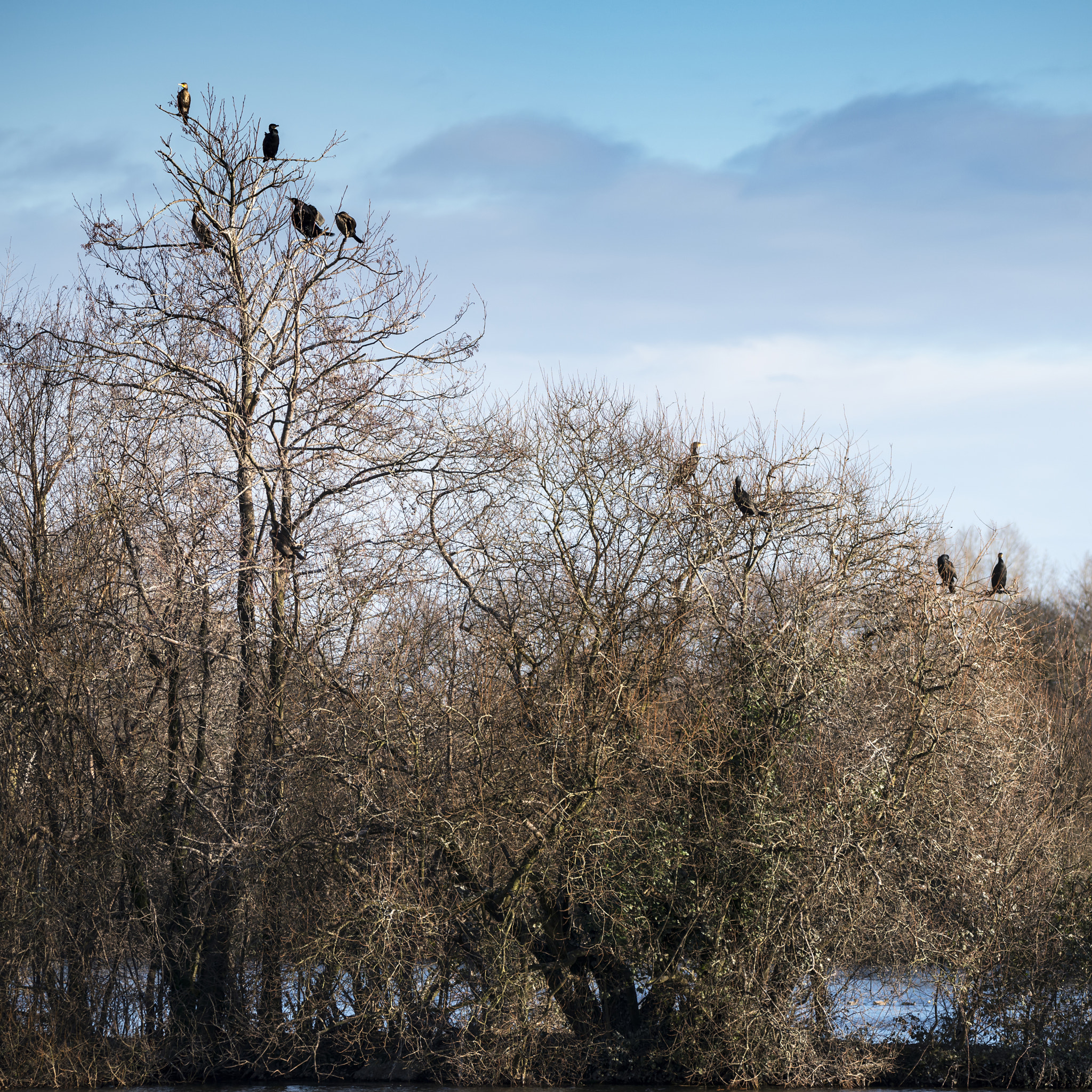 Nikon D800 + Sigma 150-600mm F5-6.3 DG OS HSM | C sample photo. Group of cormorant shag birds roosting in winter tree photography