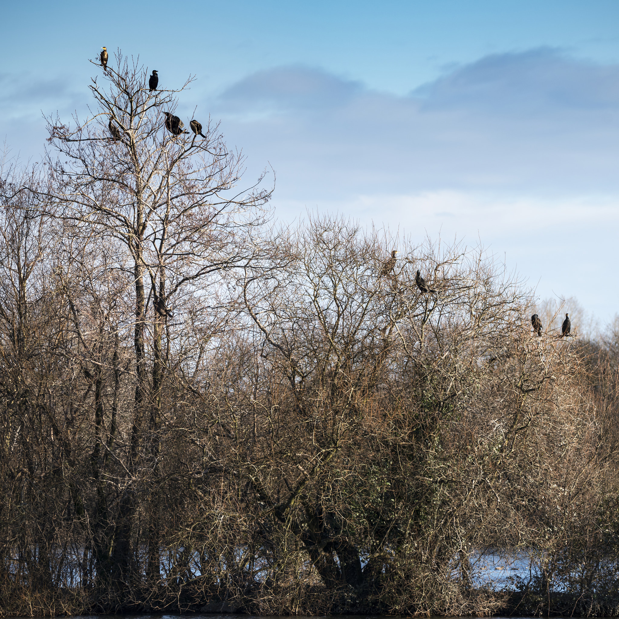 Sigma 150-600mm F5-6.3 DG OS HSM | C sample photo. Group of cormorant shag birds roosting in winter tree photography