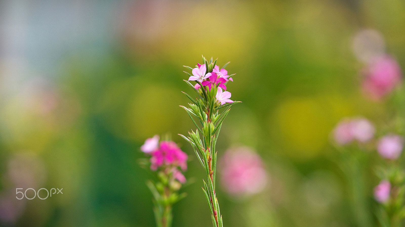 Sony a7S II + Sony FE 90mm F2.8 Macro G OSS sample photo. Goddess on the mountaintop 0125 photography