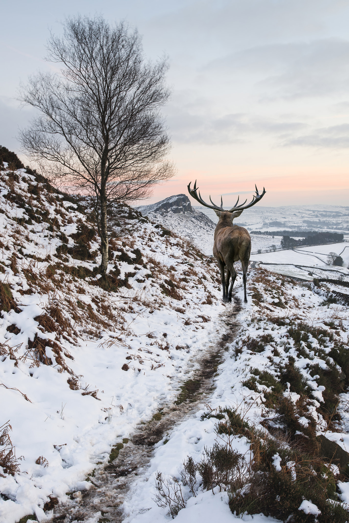Nikon AF-S Nikkor 18-35mm F3.5-4.5G ED sample photo. Beautiful red deer stag in snow covered mountain range festive s photography