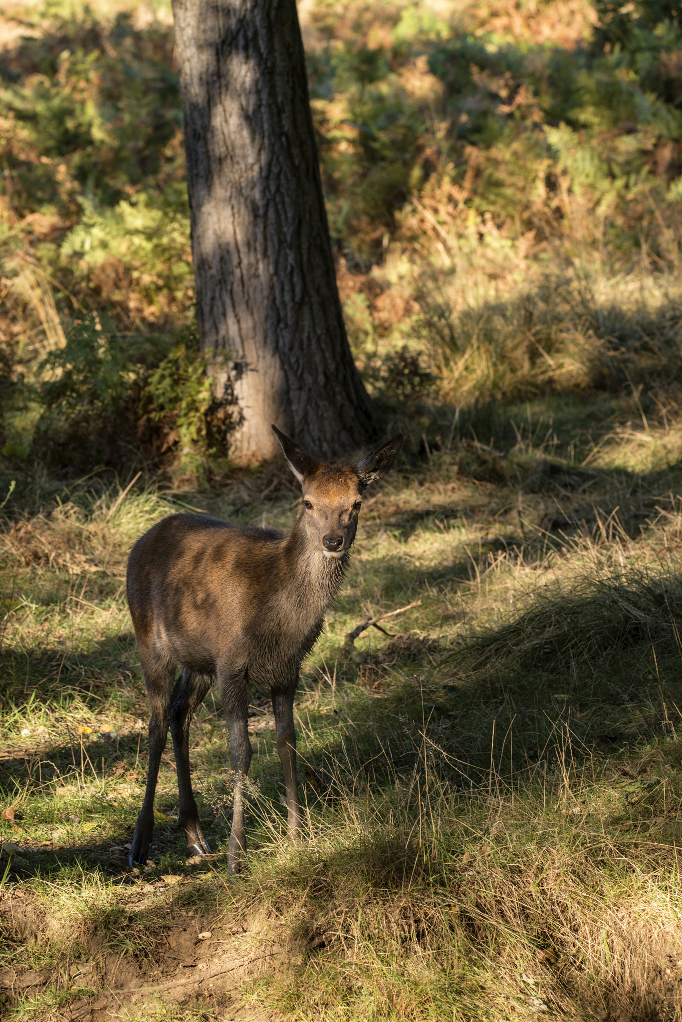 Sigma 150-600mm F5-6.3 DG OS HSM | C sample photo. Young hind doe red deer in autumn fall forest landscape image photography