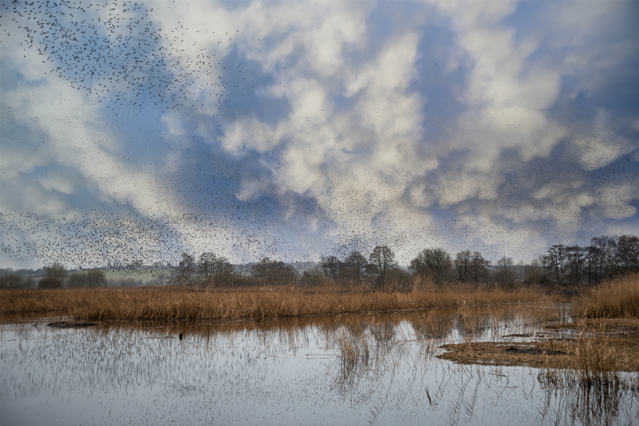 Nikon AF-S Nikkor 18-35mm F3.5-4.5G ED sample photo. Massive starling murmuration over somerset wetlands lake landsca photography