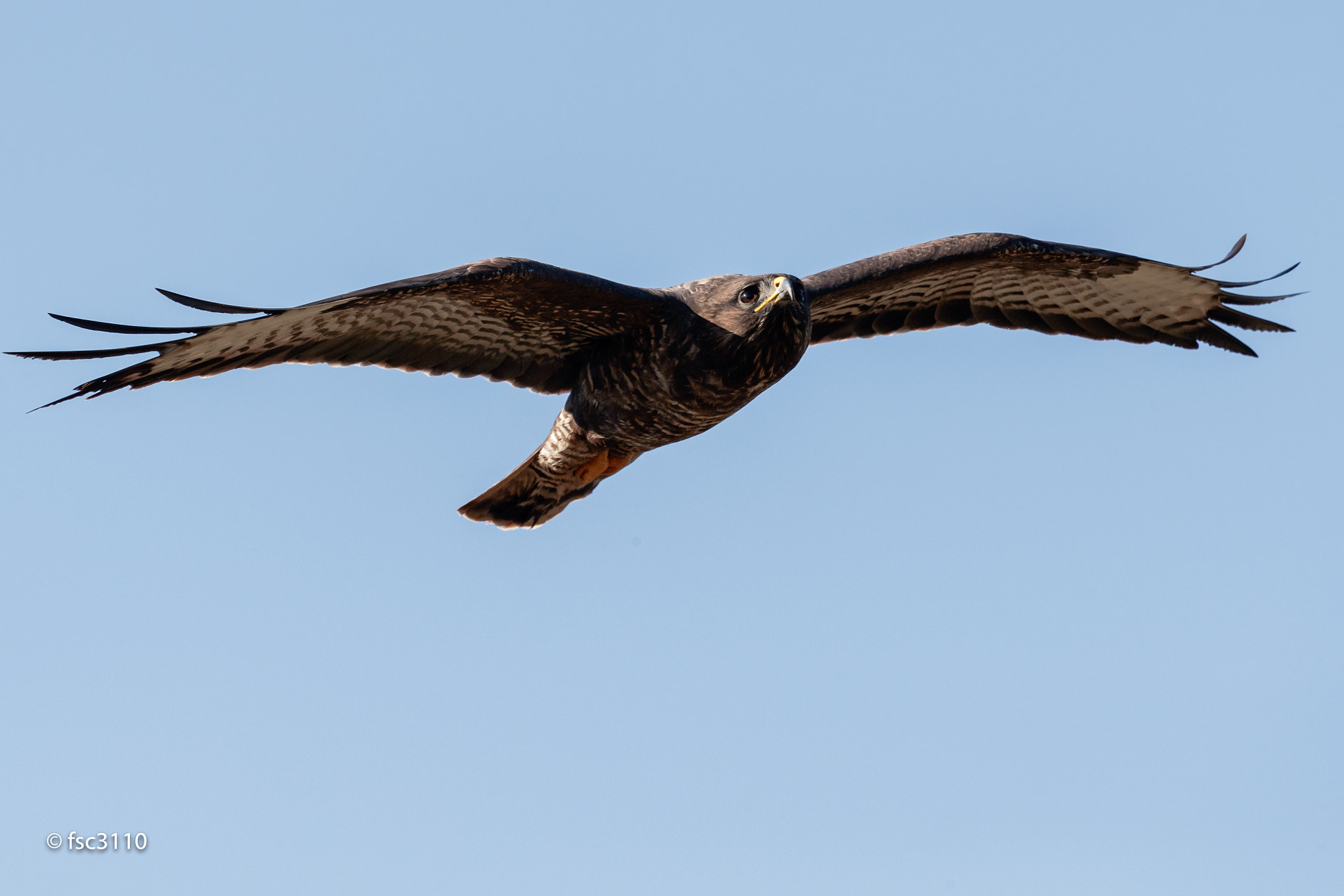 Canon EF 500mm F4L IS II USM sample photo. Common buzzard in flight photography