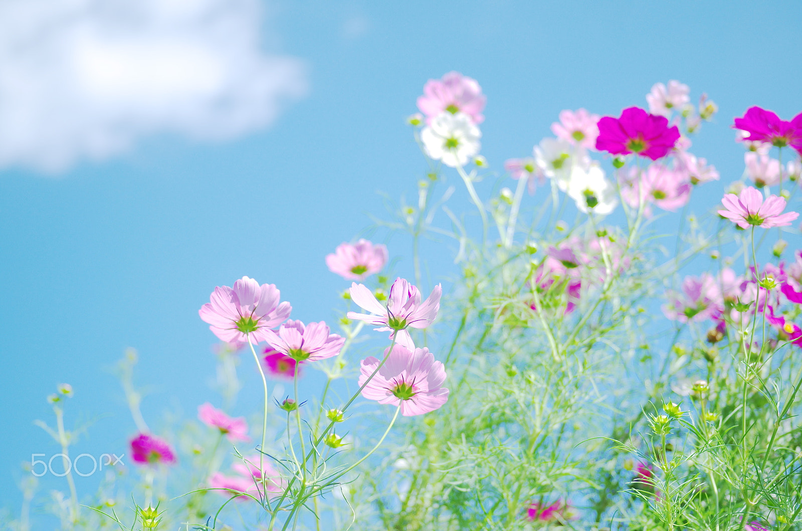 Pentax K-50 sample photo. Pastel day photography