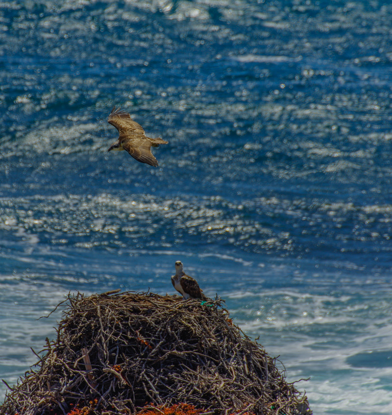 Sigma 50-500mm F4.5-6.3 DG OS HSM sample photo. Osprey high photography