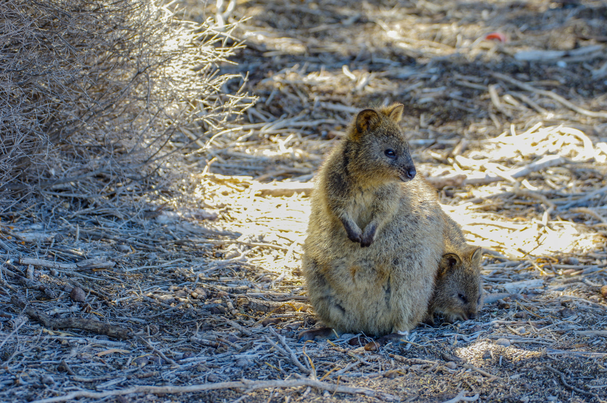 Pentax K-3 sample photo. Quokka by the pair photography