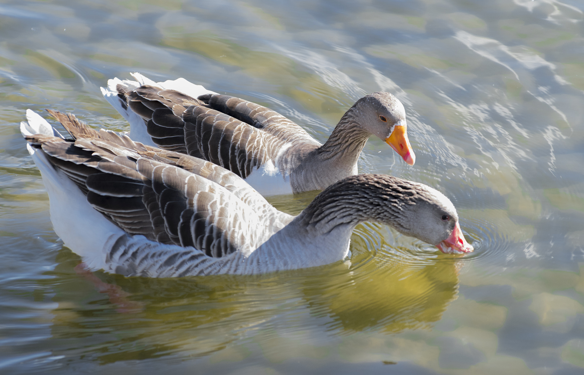 Nikon D3300 + Nikon AF-S Nikkor 70-300mm F4.5-5.6G VR sample photo. Gooses photography