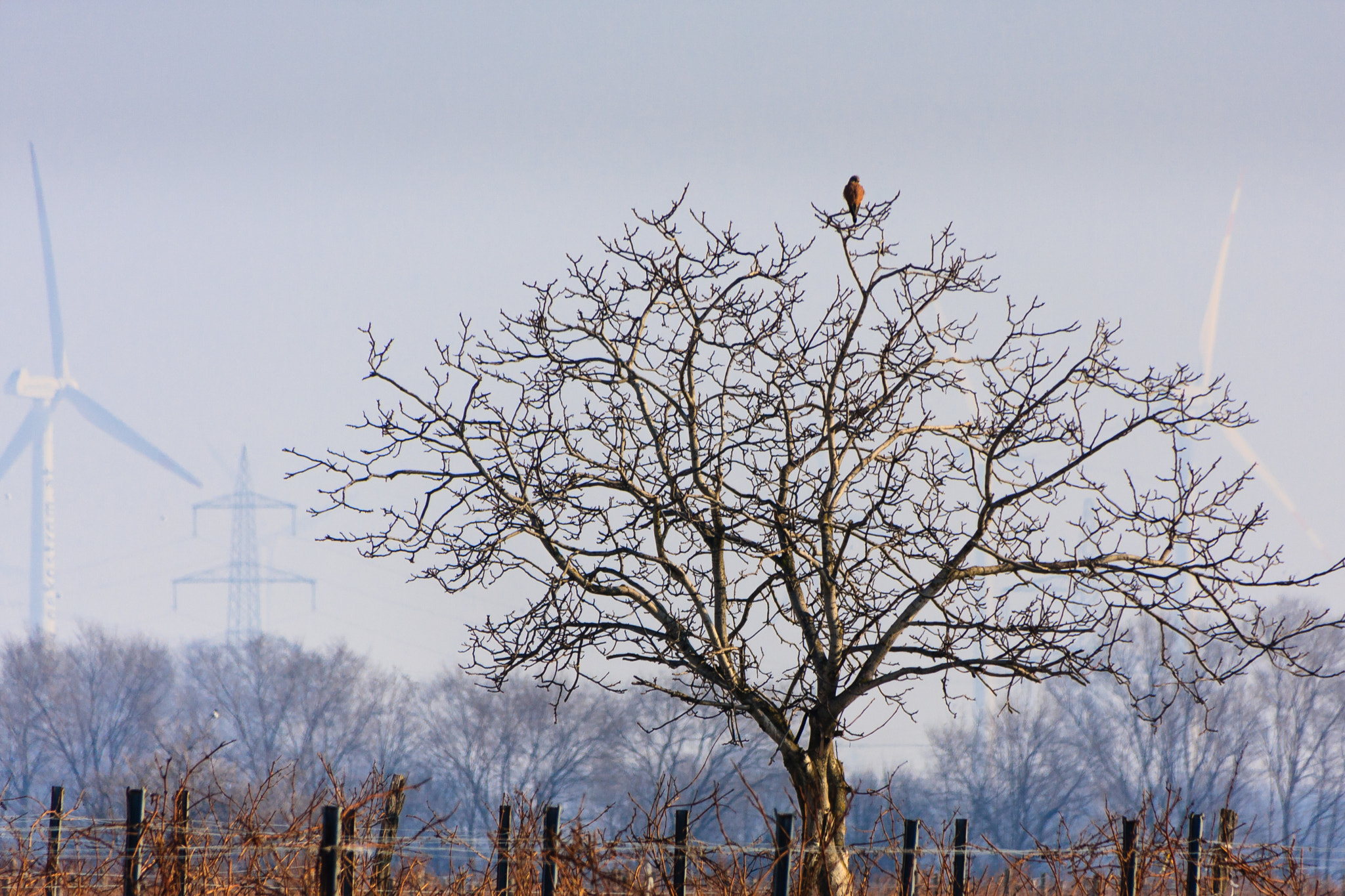 Sigma 18-250mm F3.5-6.3 DC OS HSM sample photo. Wings photography