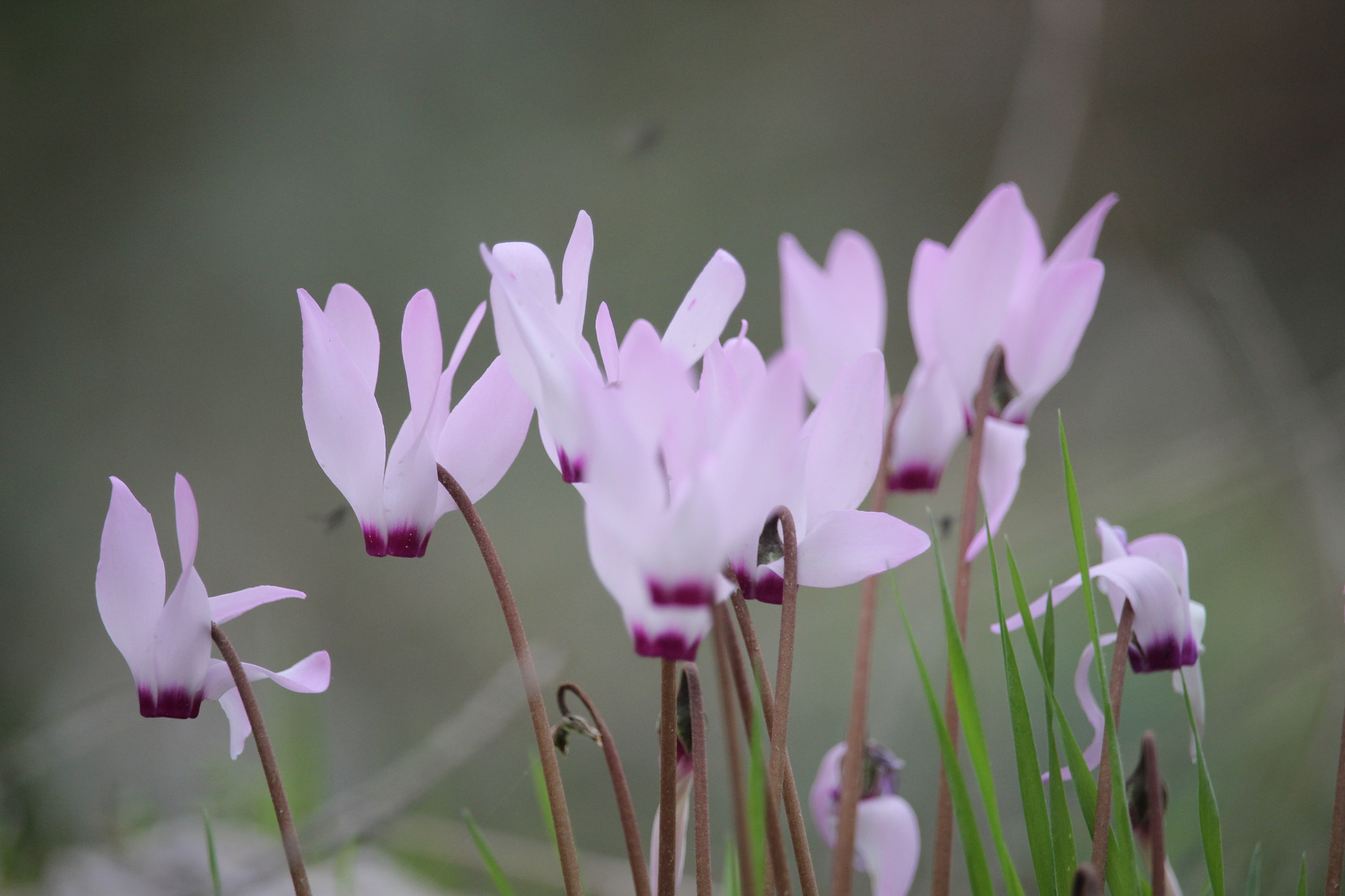 Canon EF-S 55-250mm F4-5.6 IS STM sample photo. In the woods photography