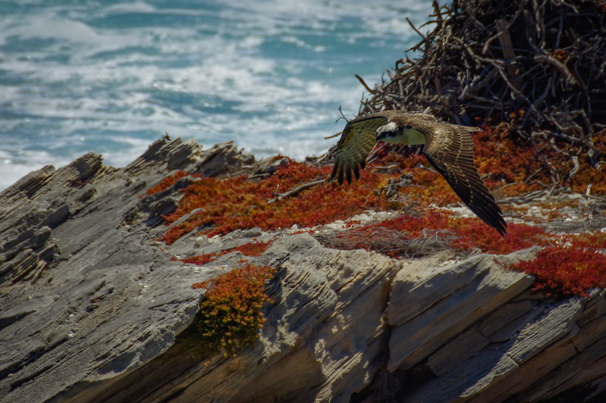 Pentax K-3 sample photo. Osprey lift off photography